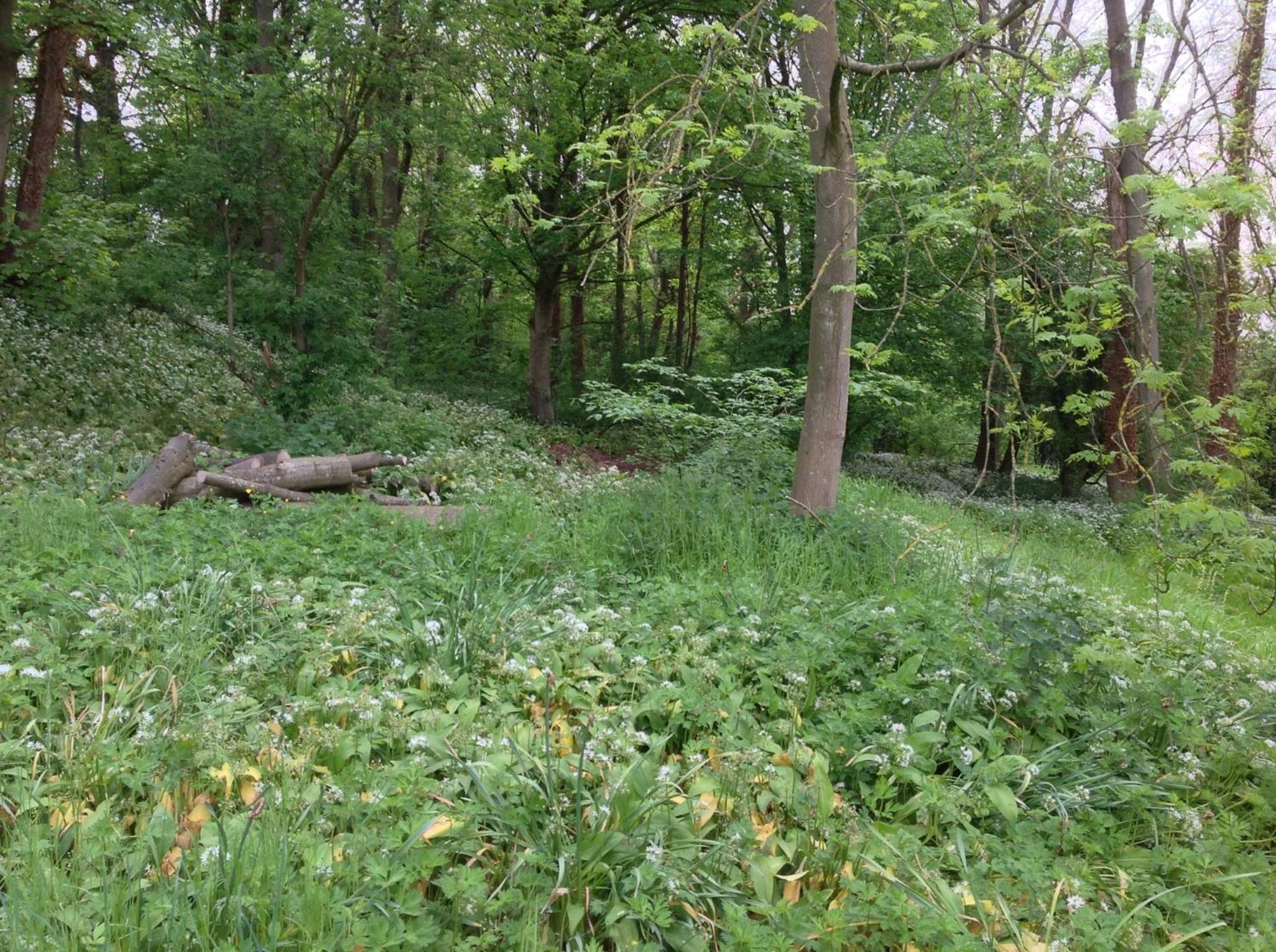 Photo 44