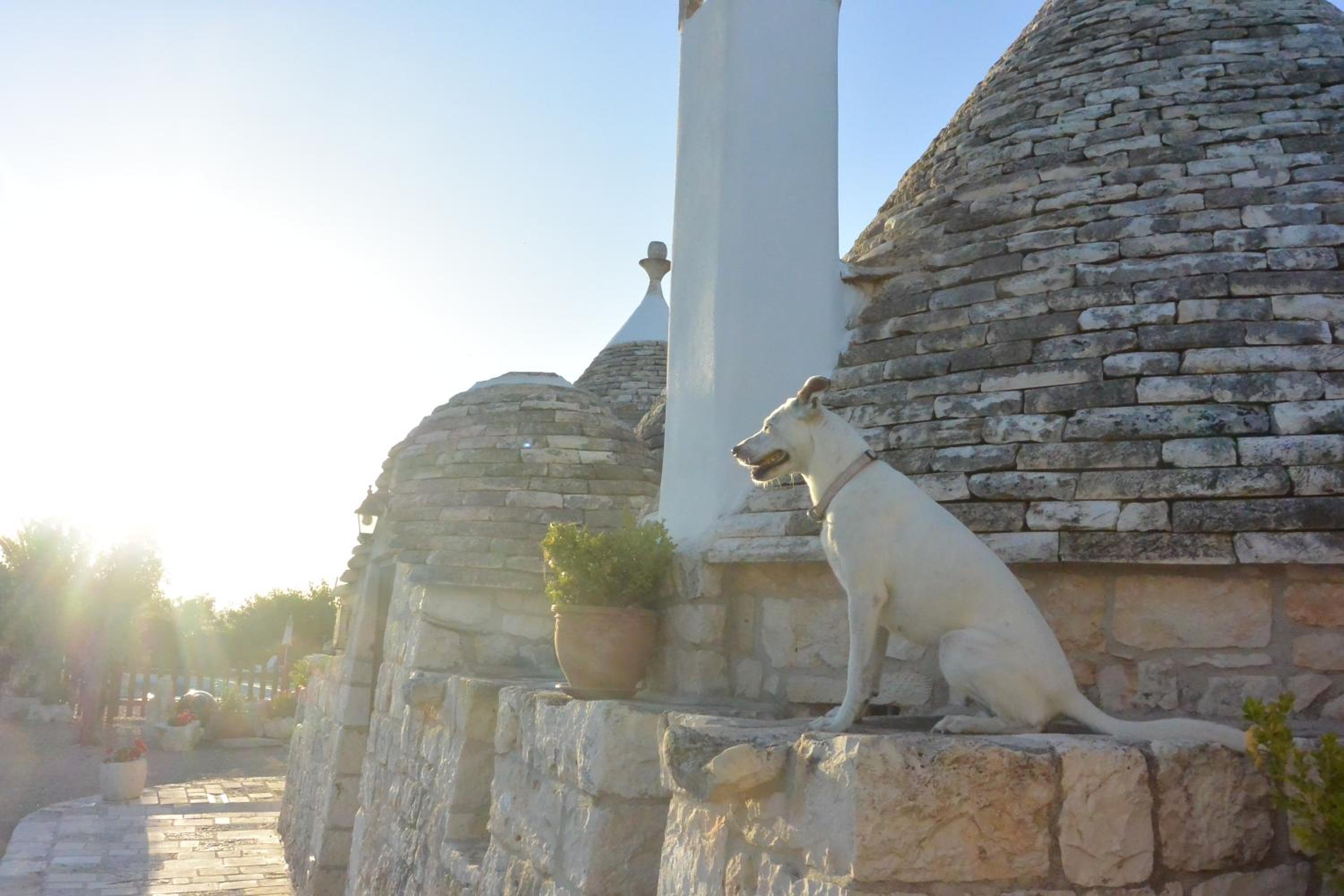 Photo 46