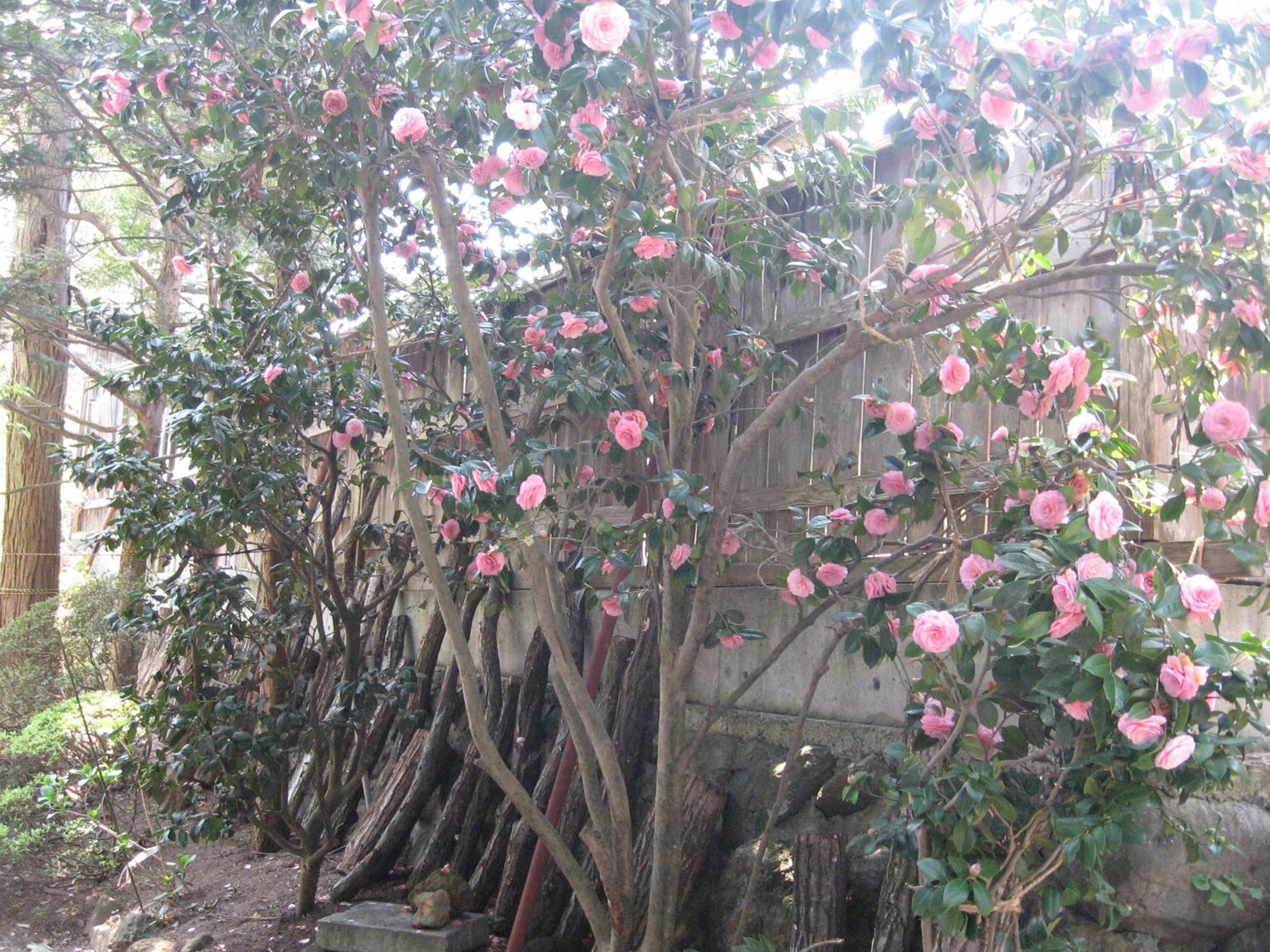Maruka Ryokan