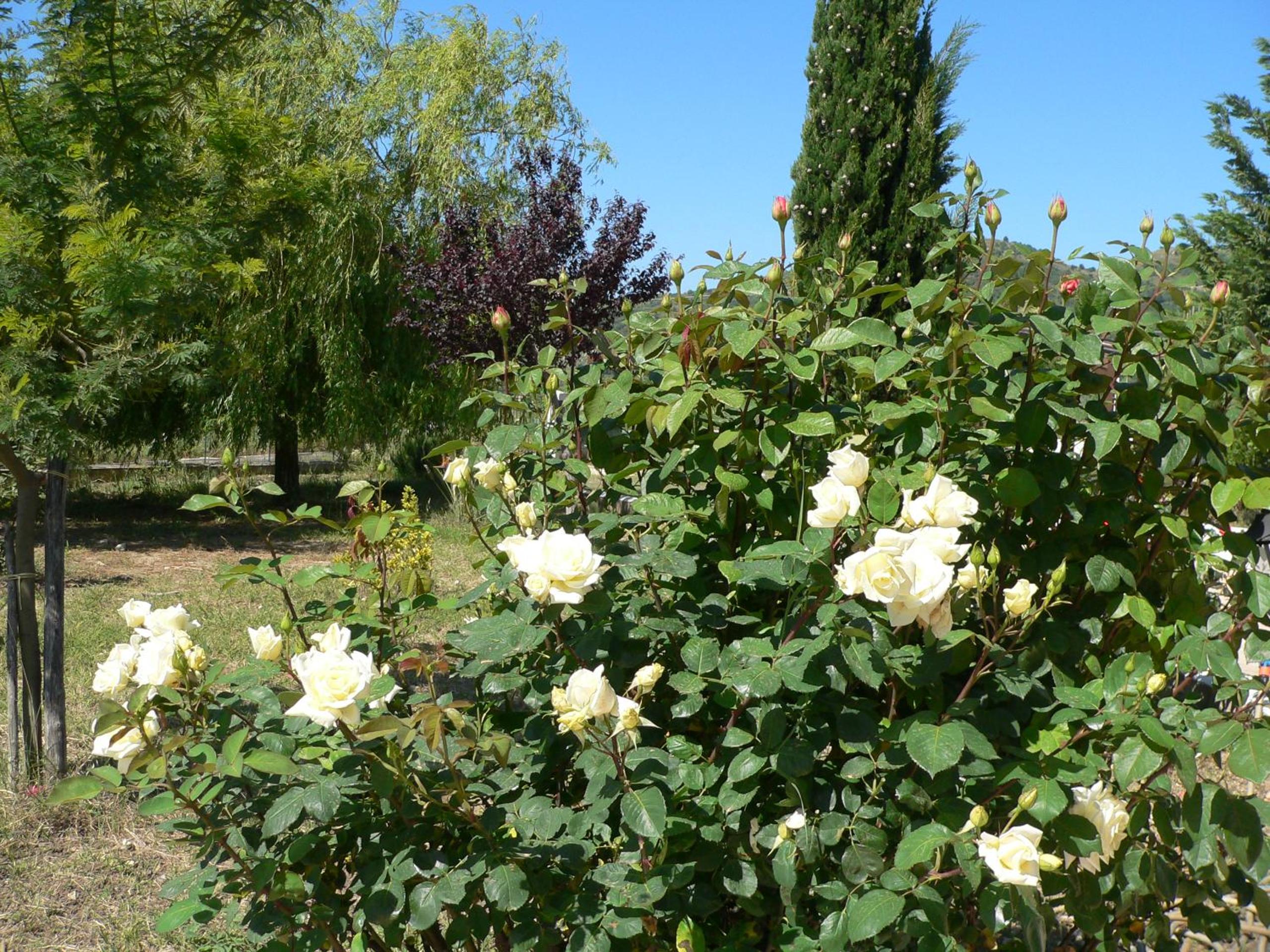 Photo 27