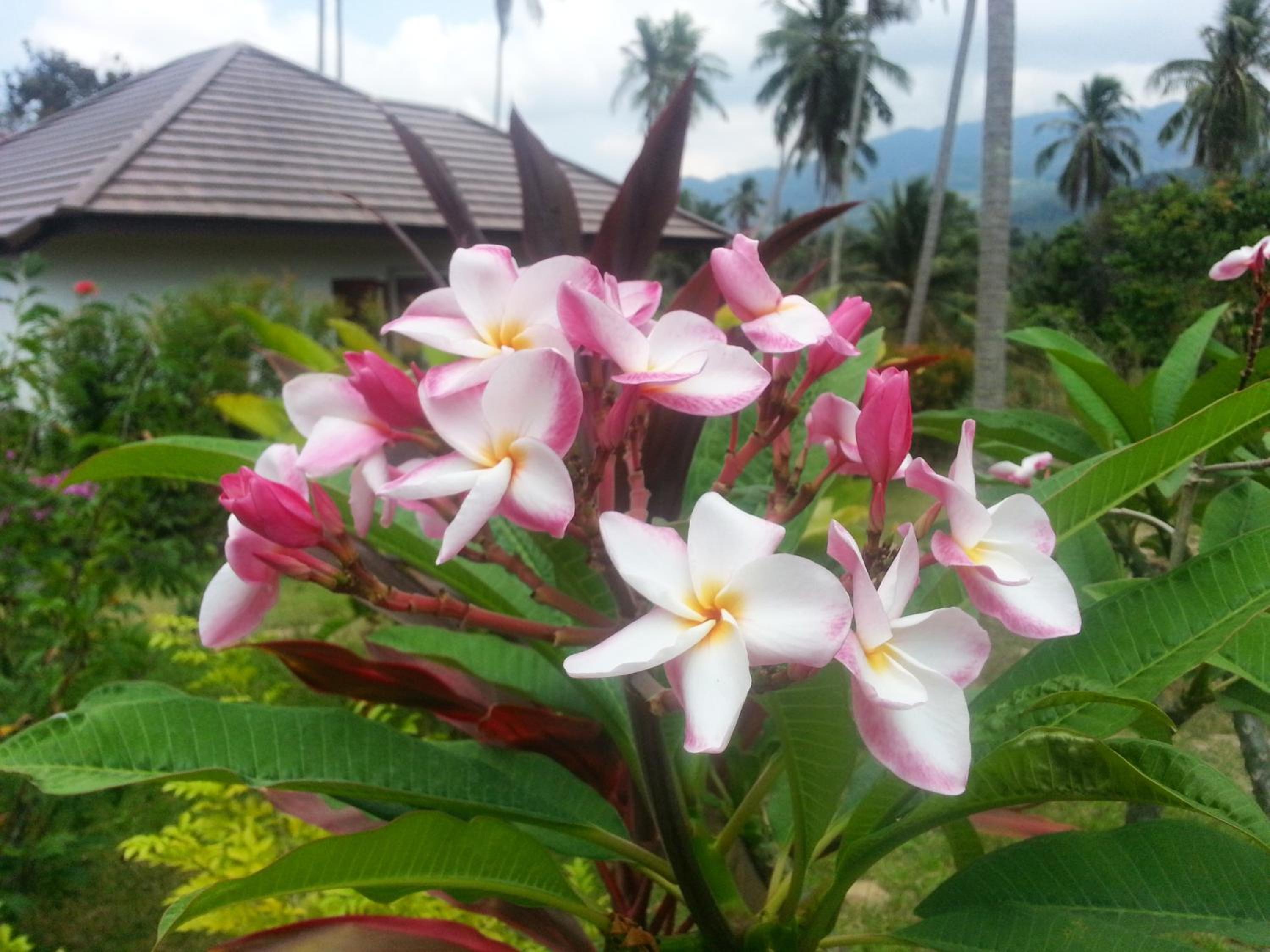 Tropical Season Villa Resort