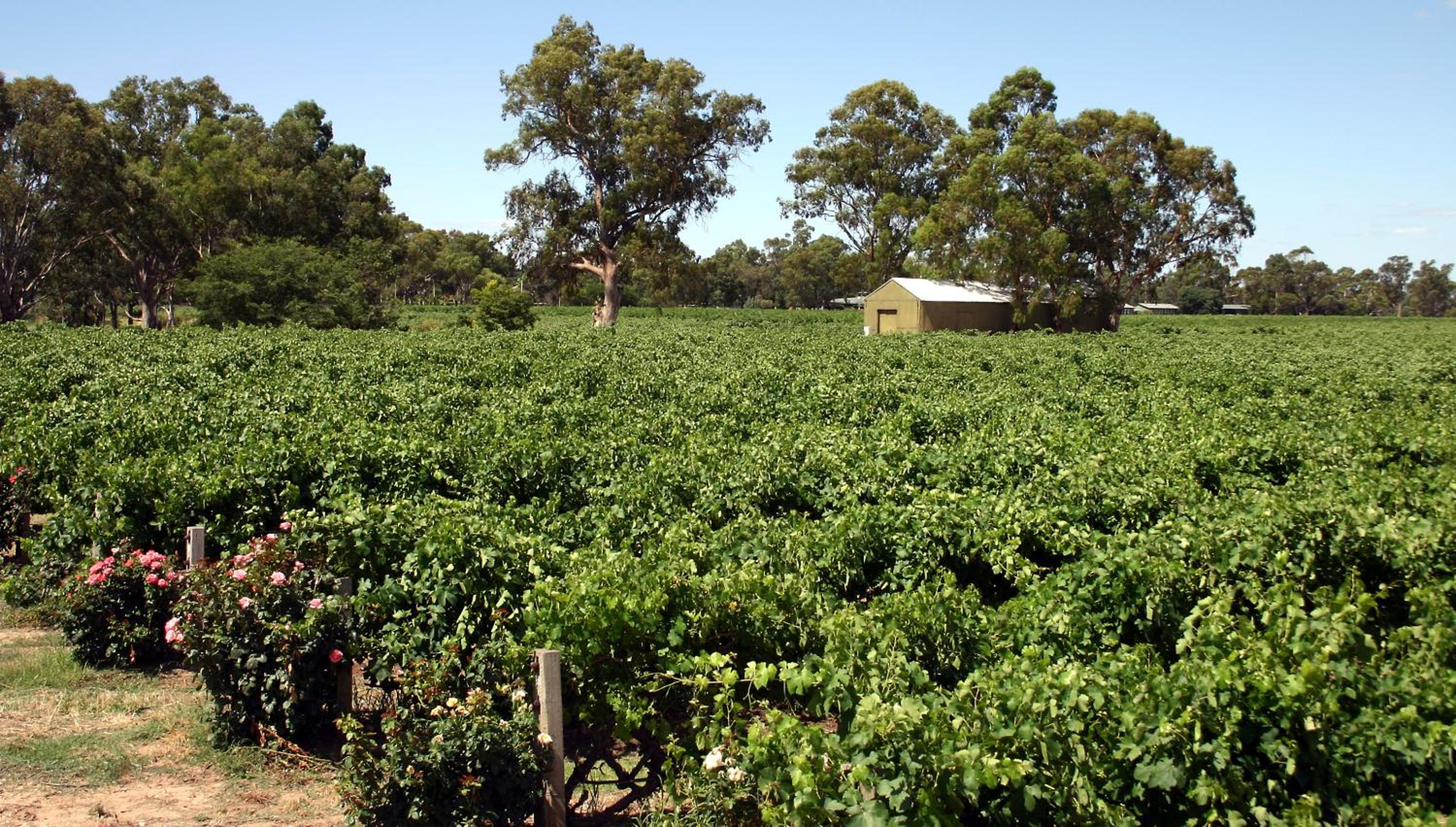 Vine Inn Barossa