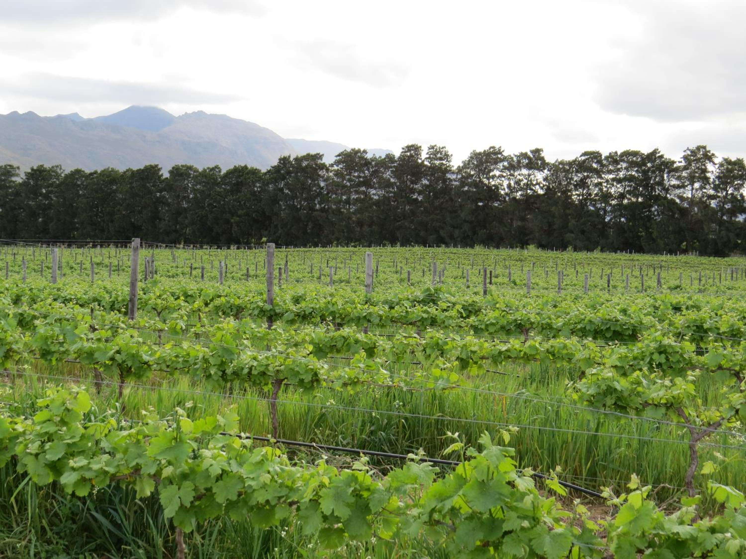 Seven Oaks Vineyard Cottages