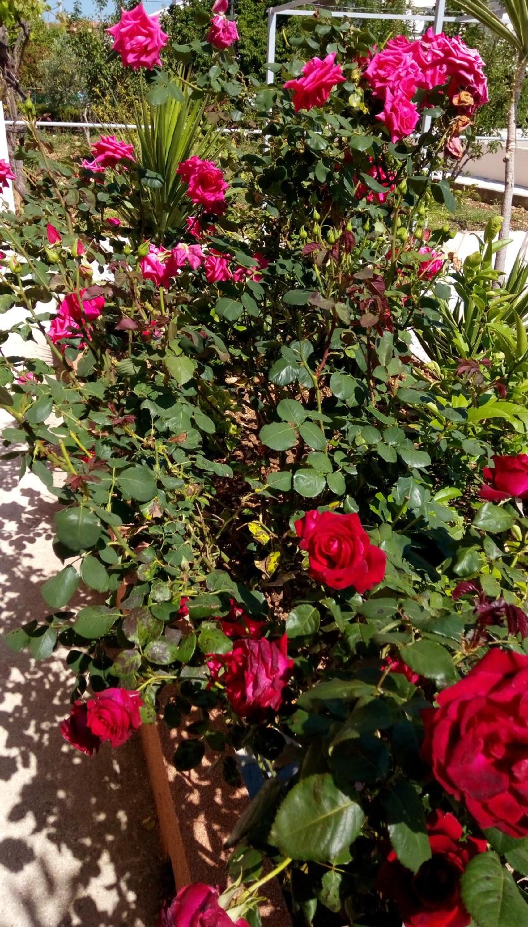 Photo 38