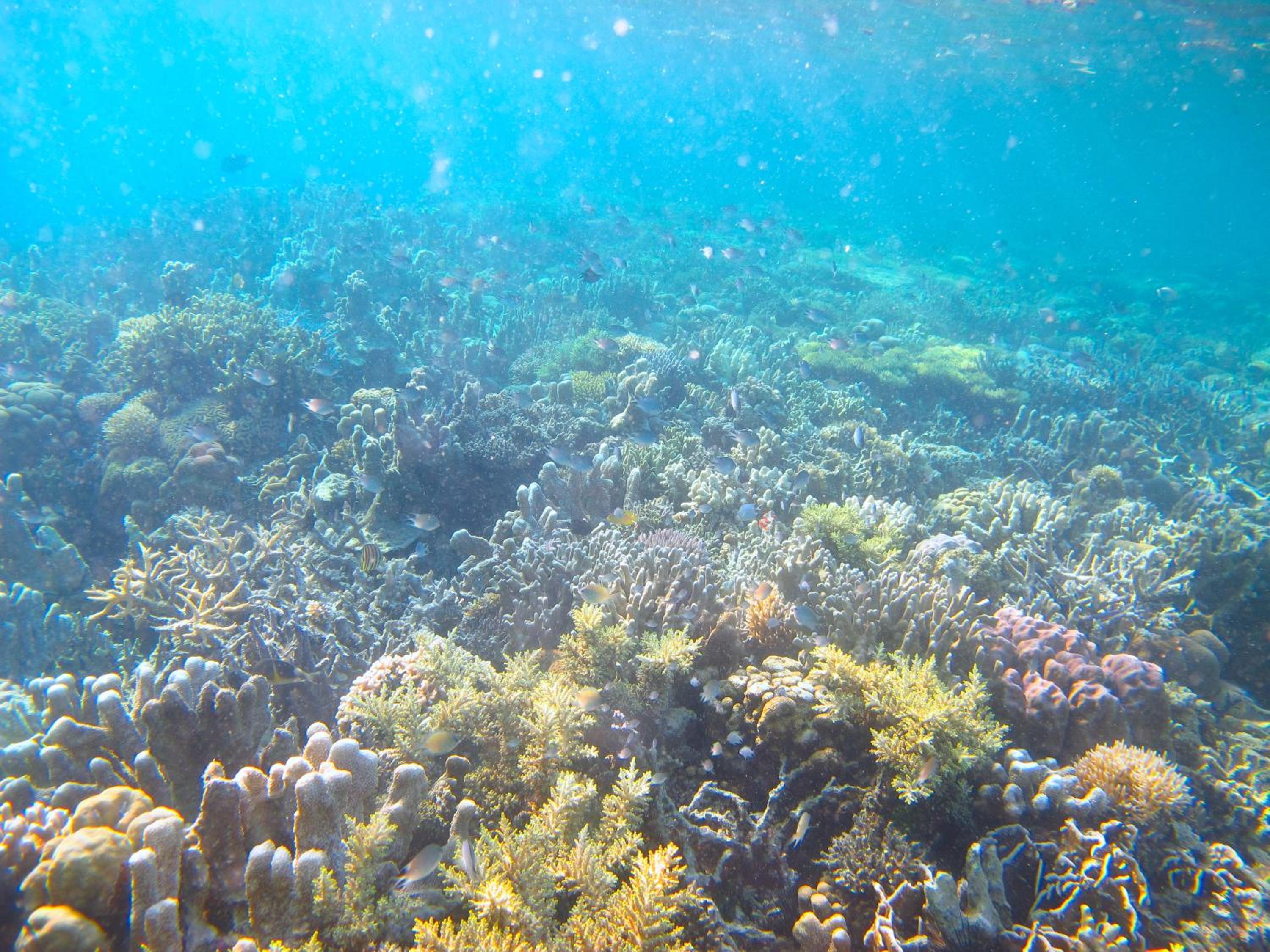 Chindonan Dive and Beach Resort