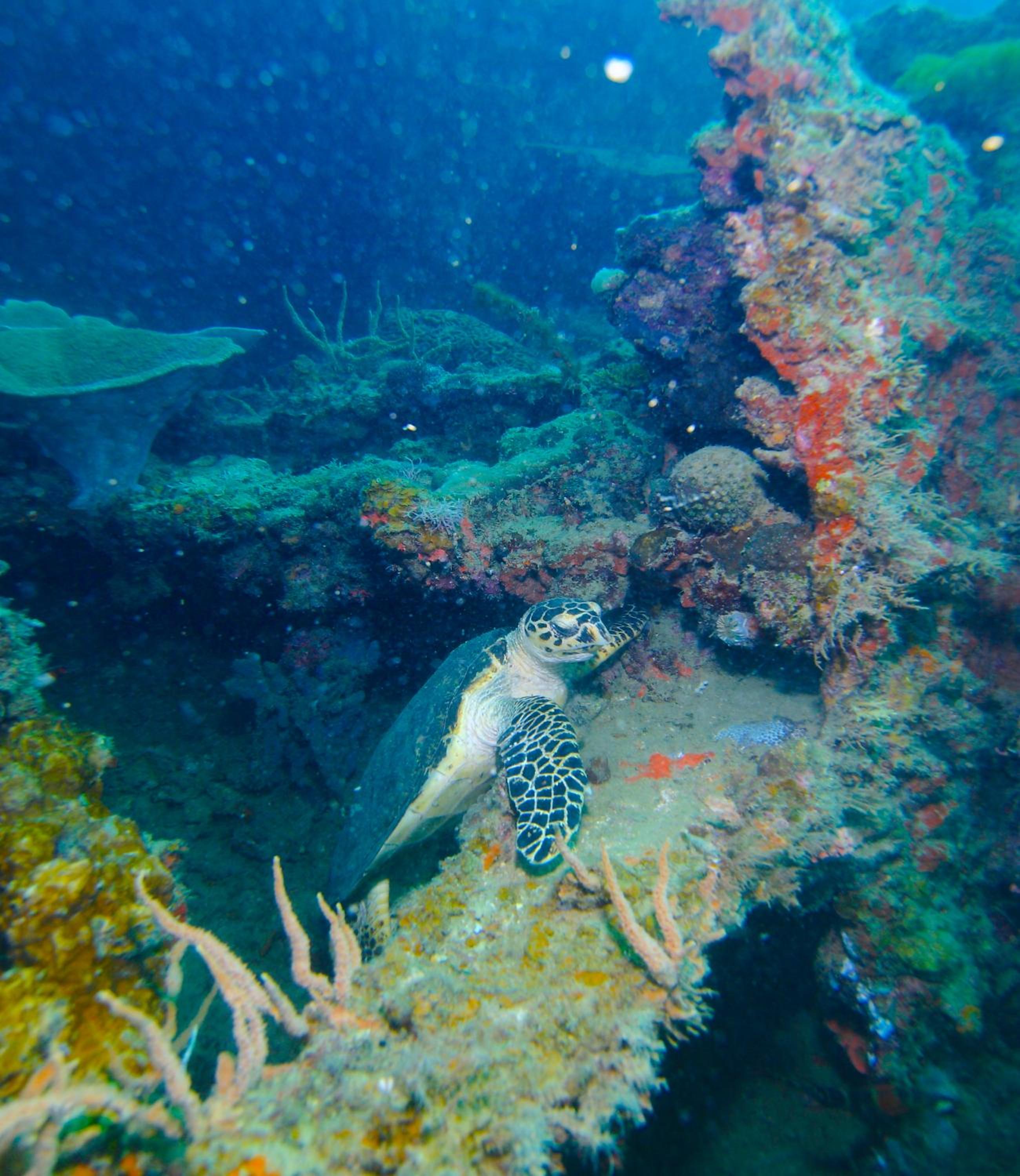 Chindonan Dive and Beach Resort