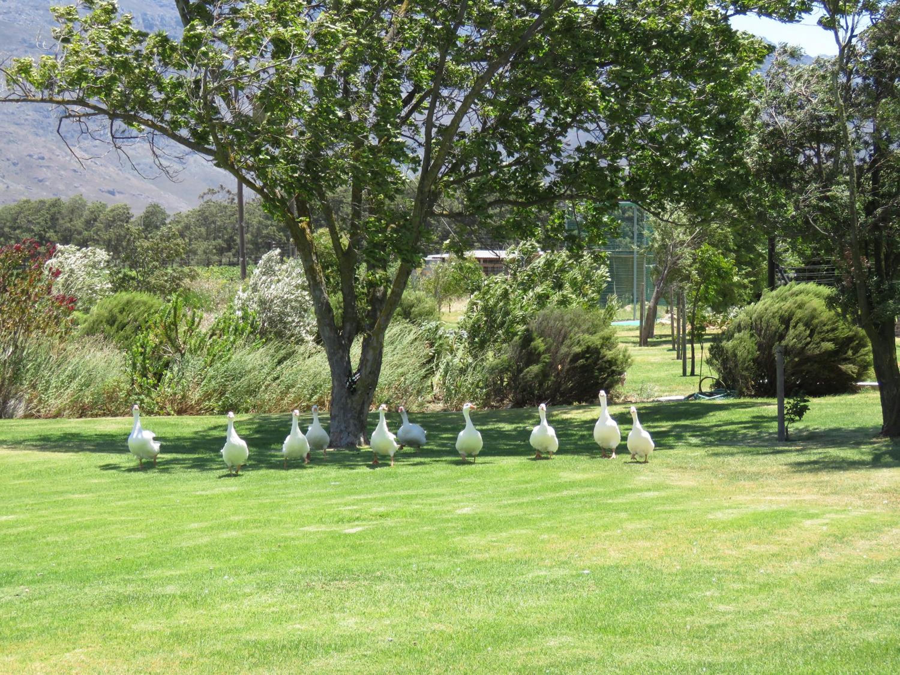 Seven Oaks Vineyard Cottages