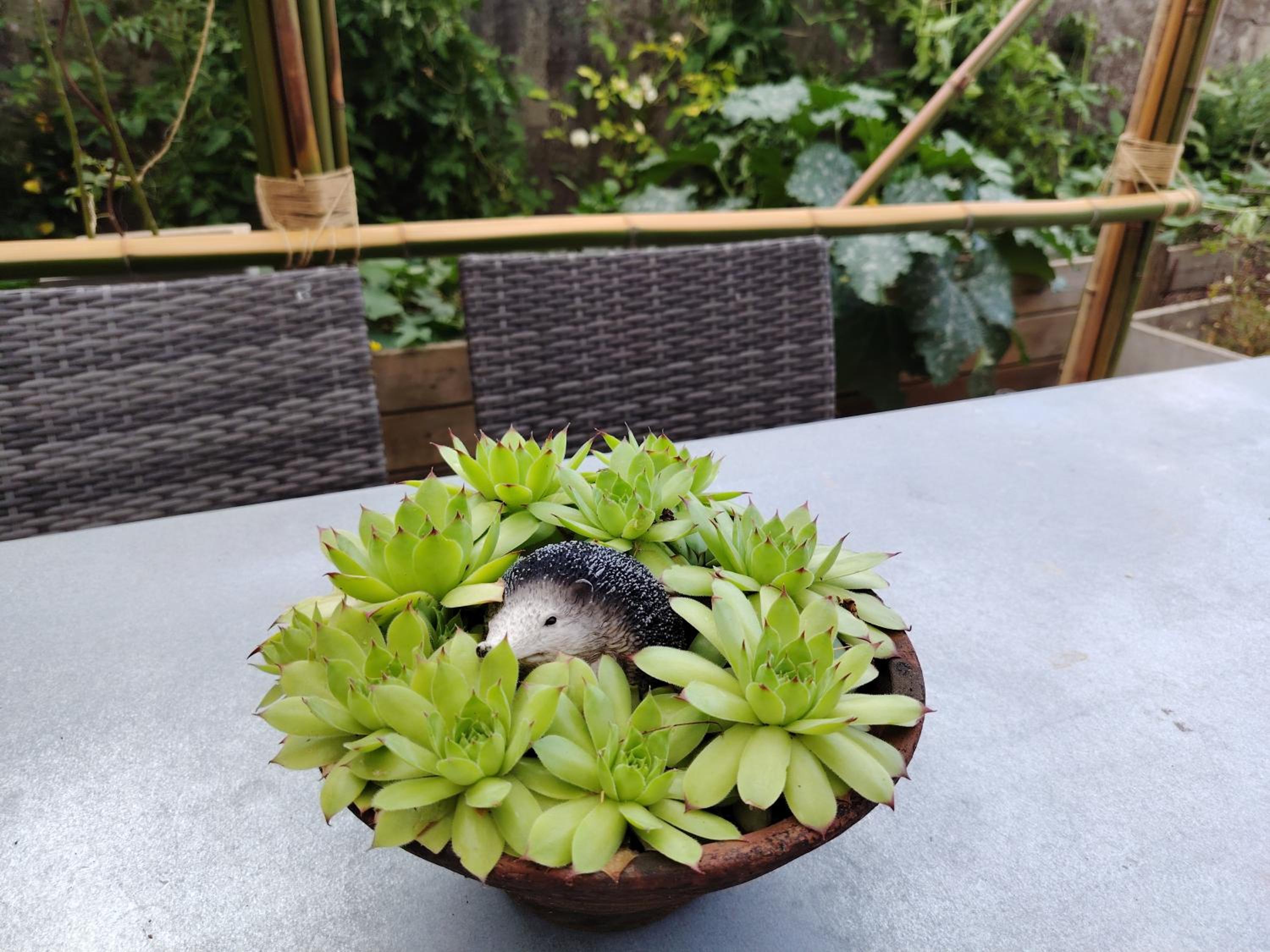 La maison o kiwis