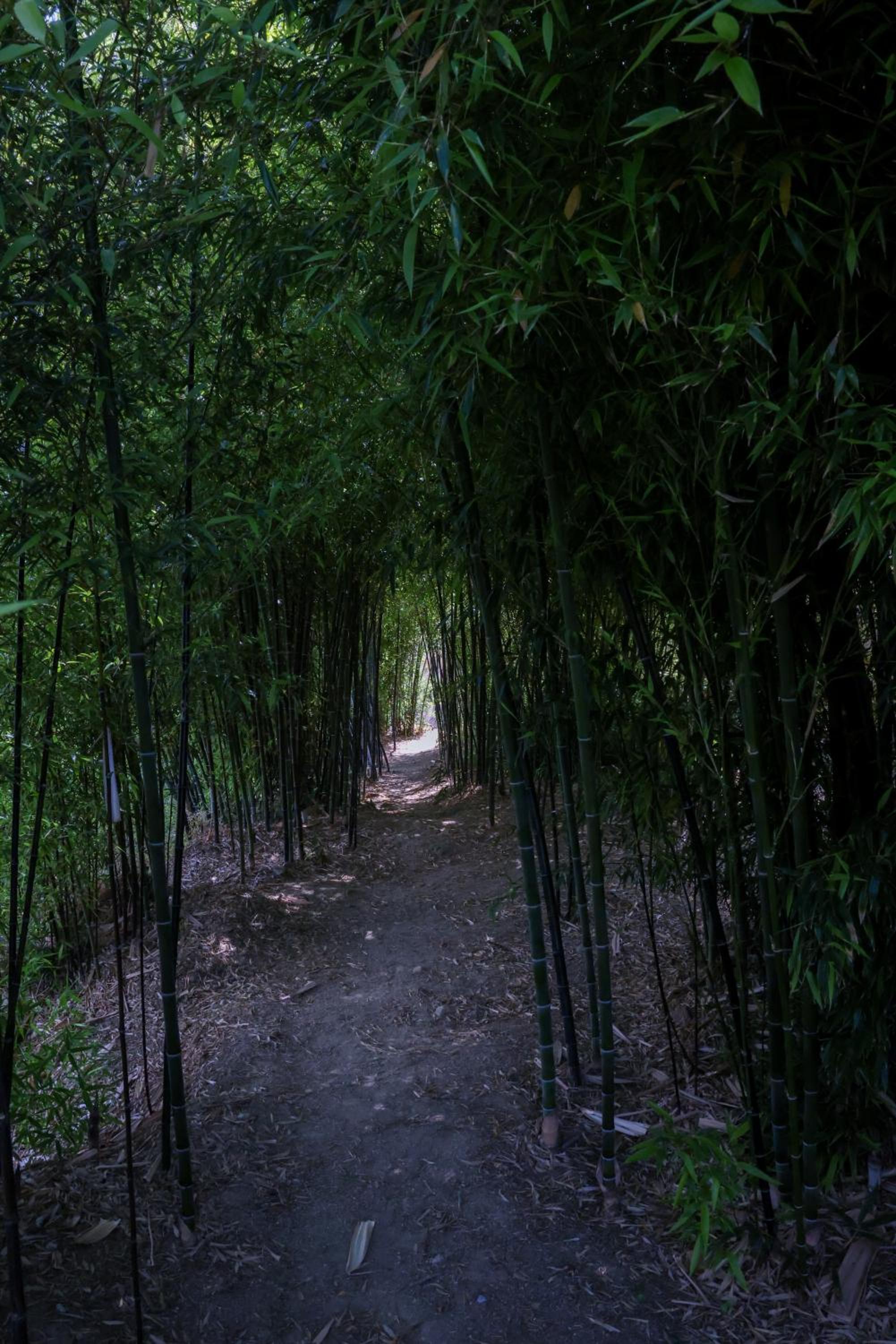 Bosque da Fantasia