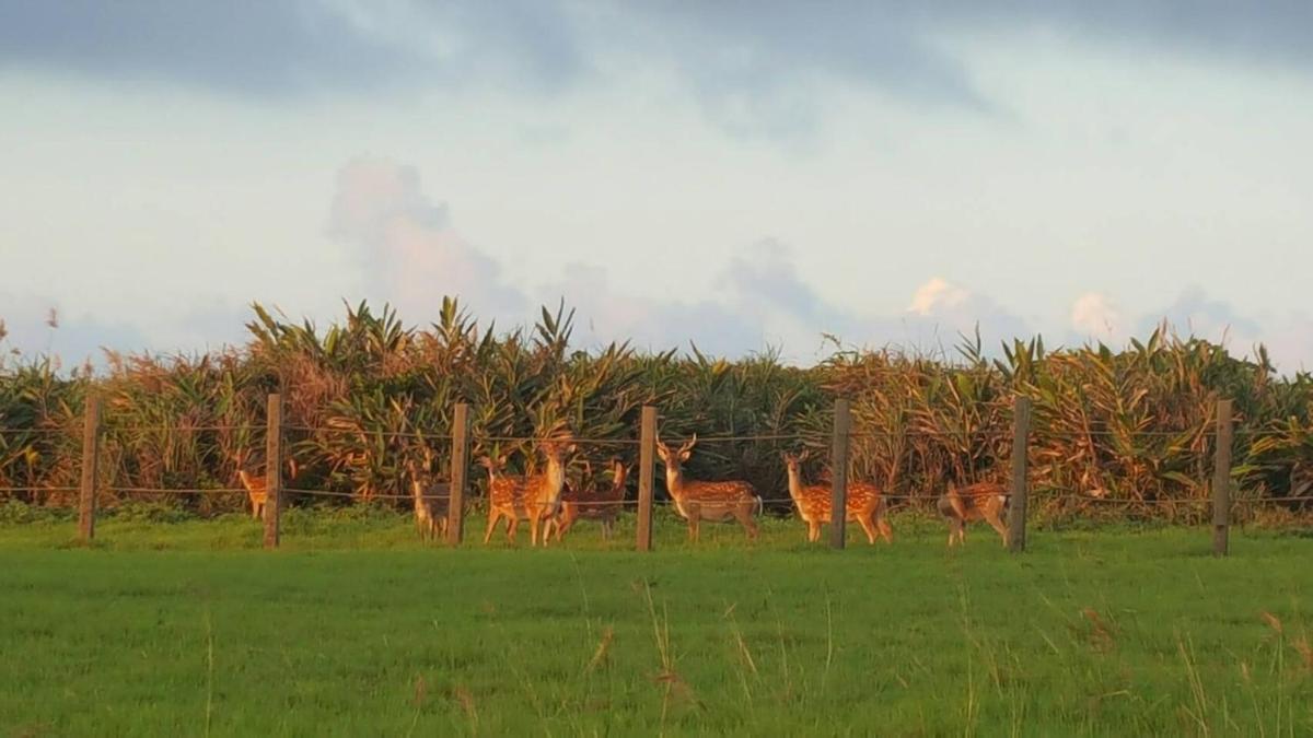 Sunrise Us Villa B&B view 5