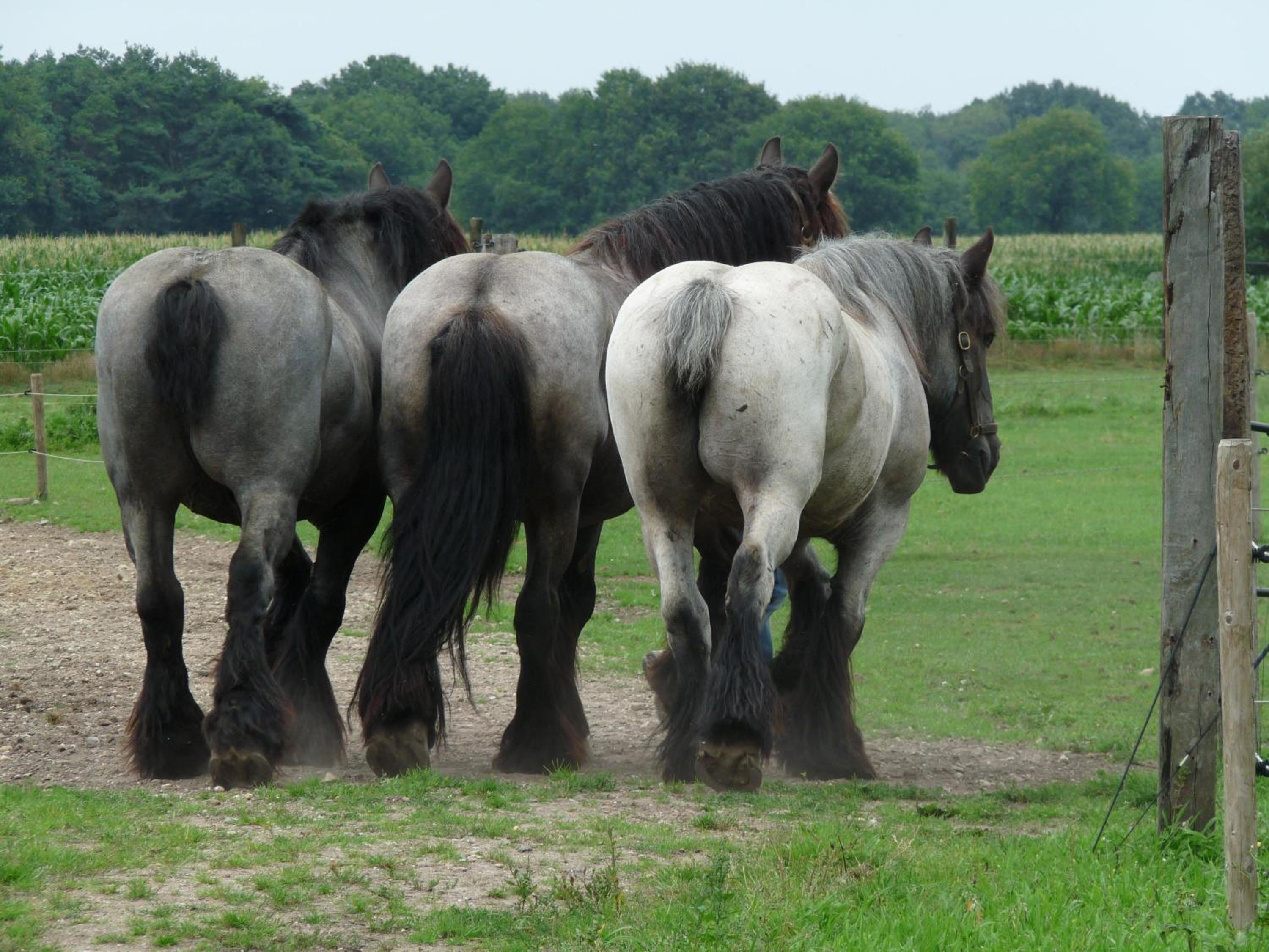 De Blauwe Maaten