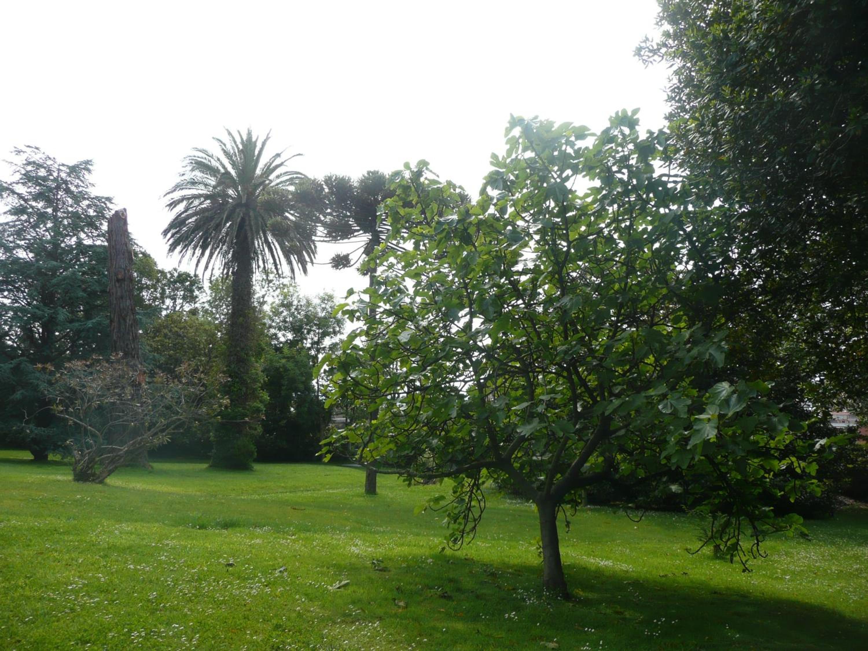 Las Carolinas Garden