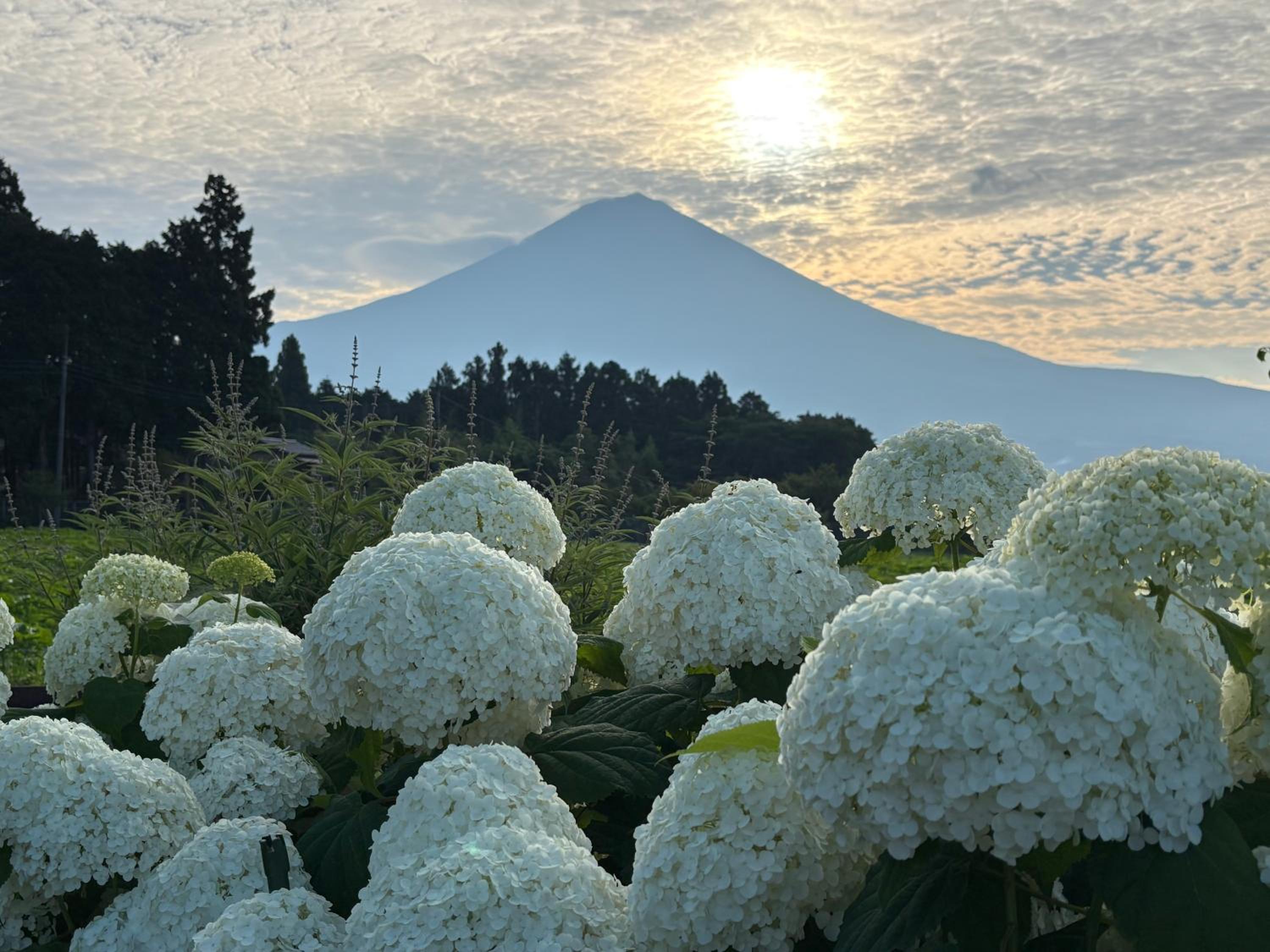 Shiraito Garden A Private Retreat Near Shiraito Falls with Mt Fuji Views