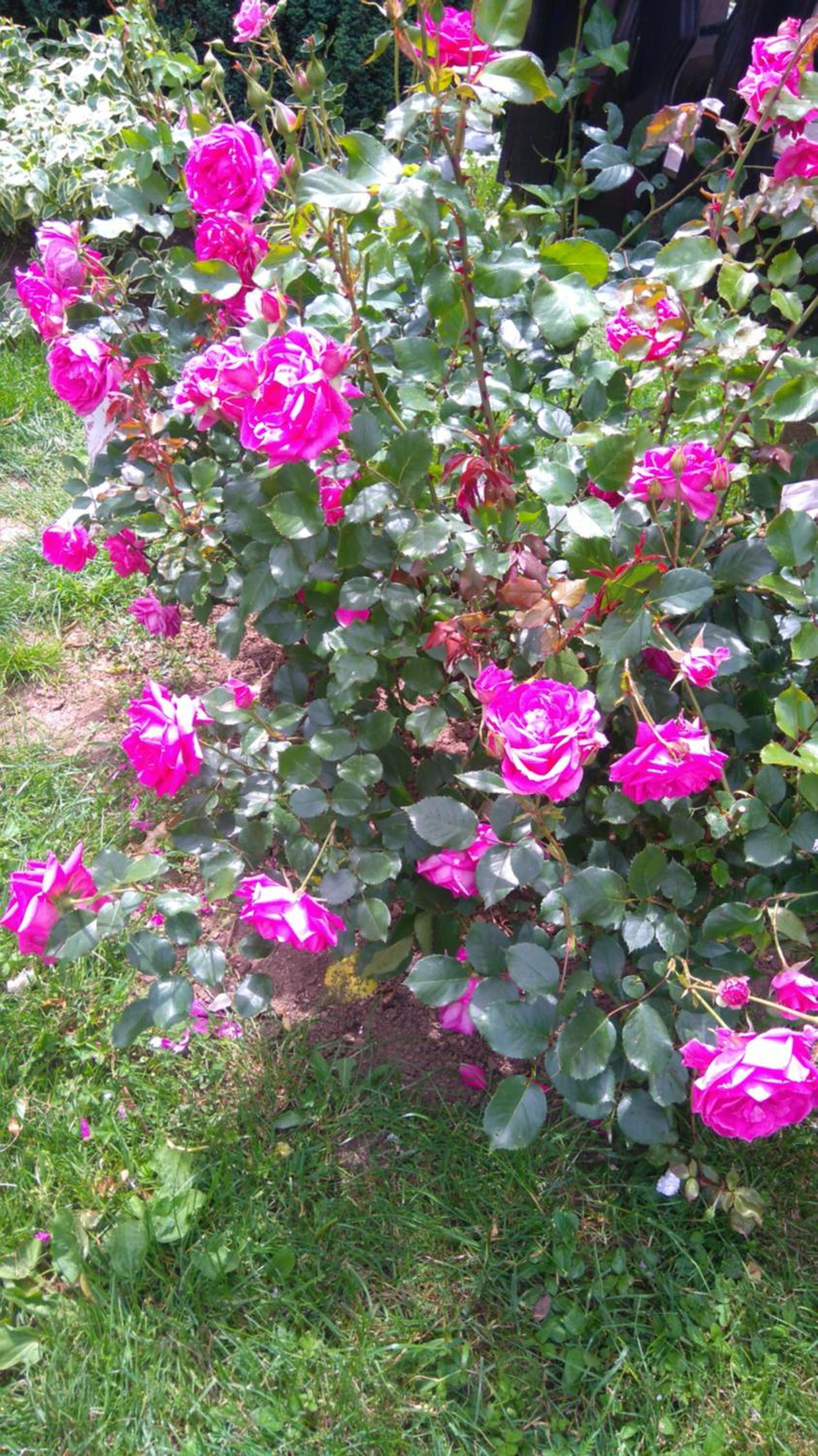 Photo 30