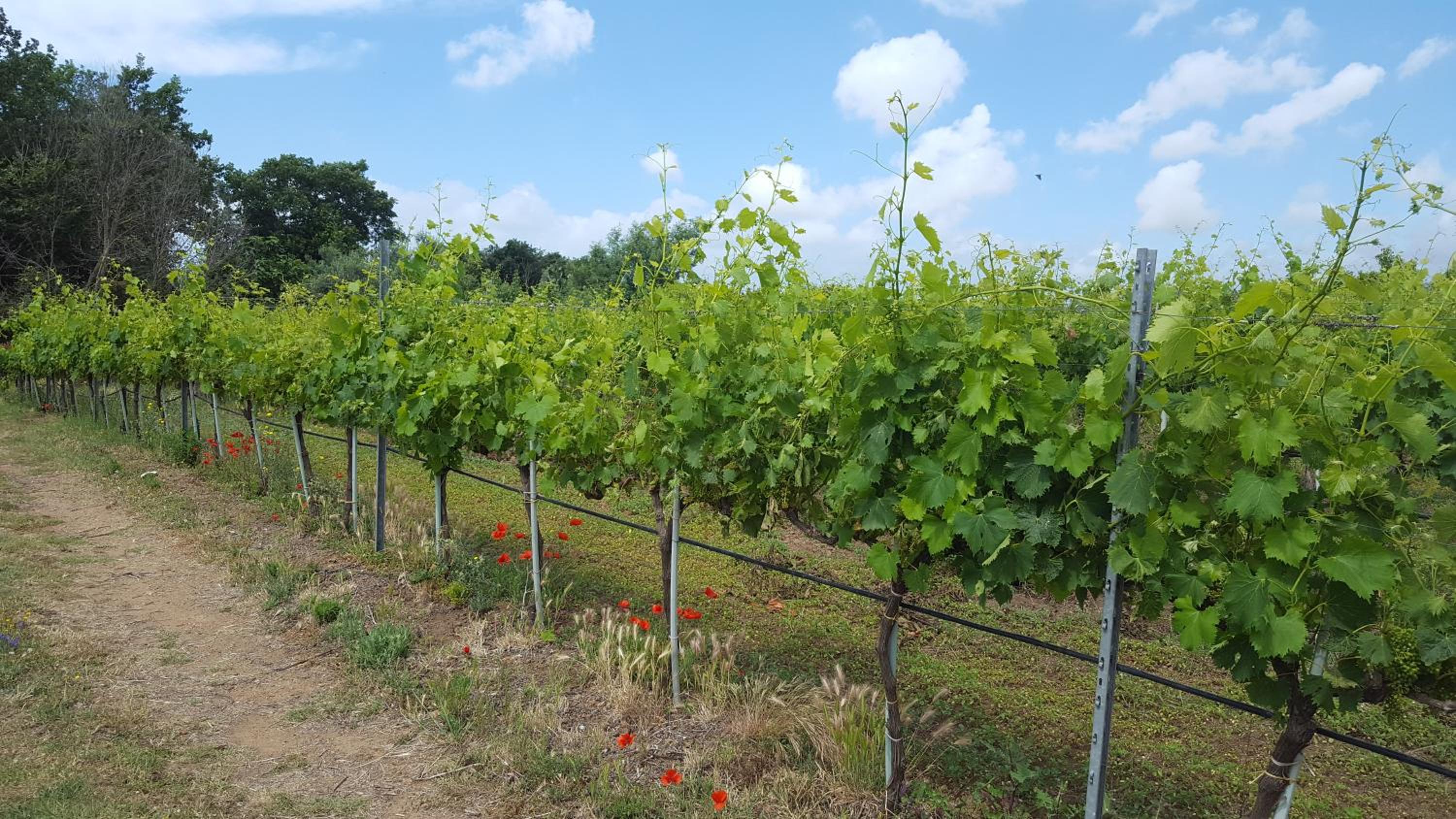 Azienda Agricola Sinisi