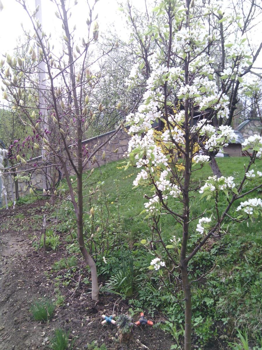 Photo 59