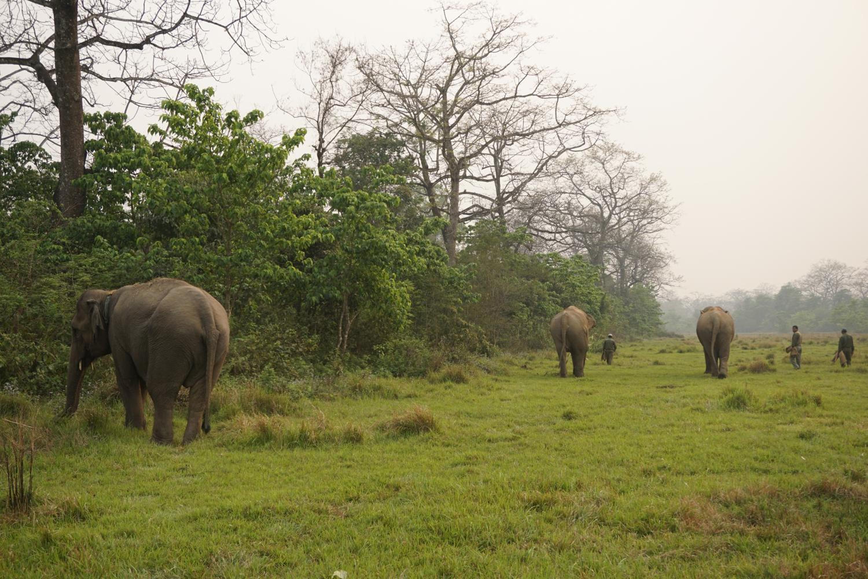 Tiger Tops Tharu Lodge
