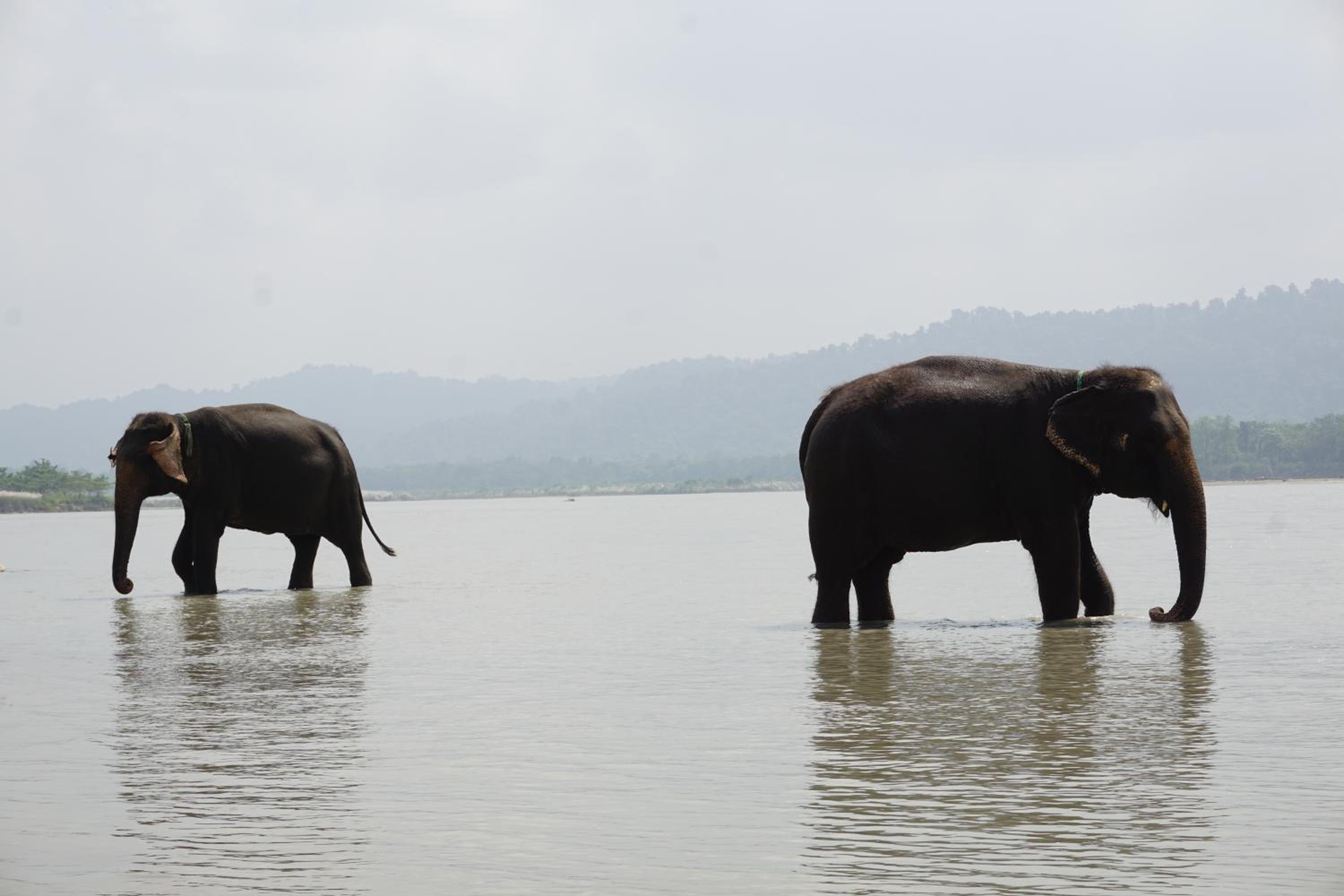 Tiger Tops Tharu Lodge