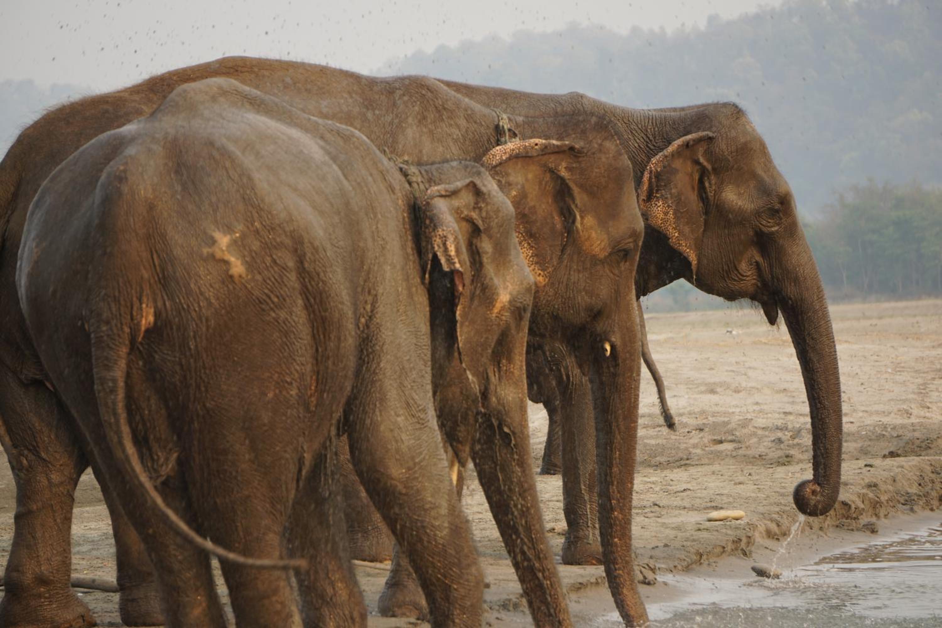 Tiger Tops Tharu Lodge