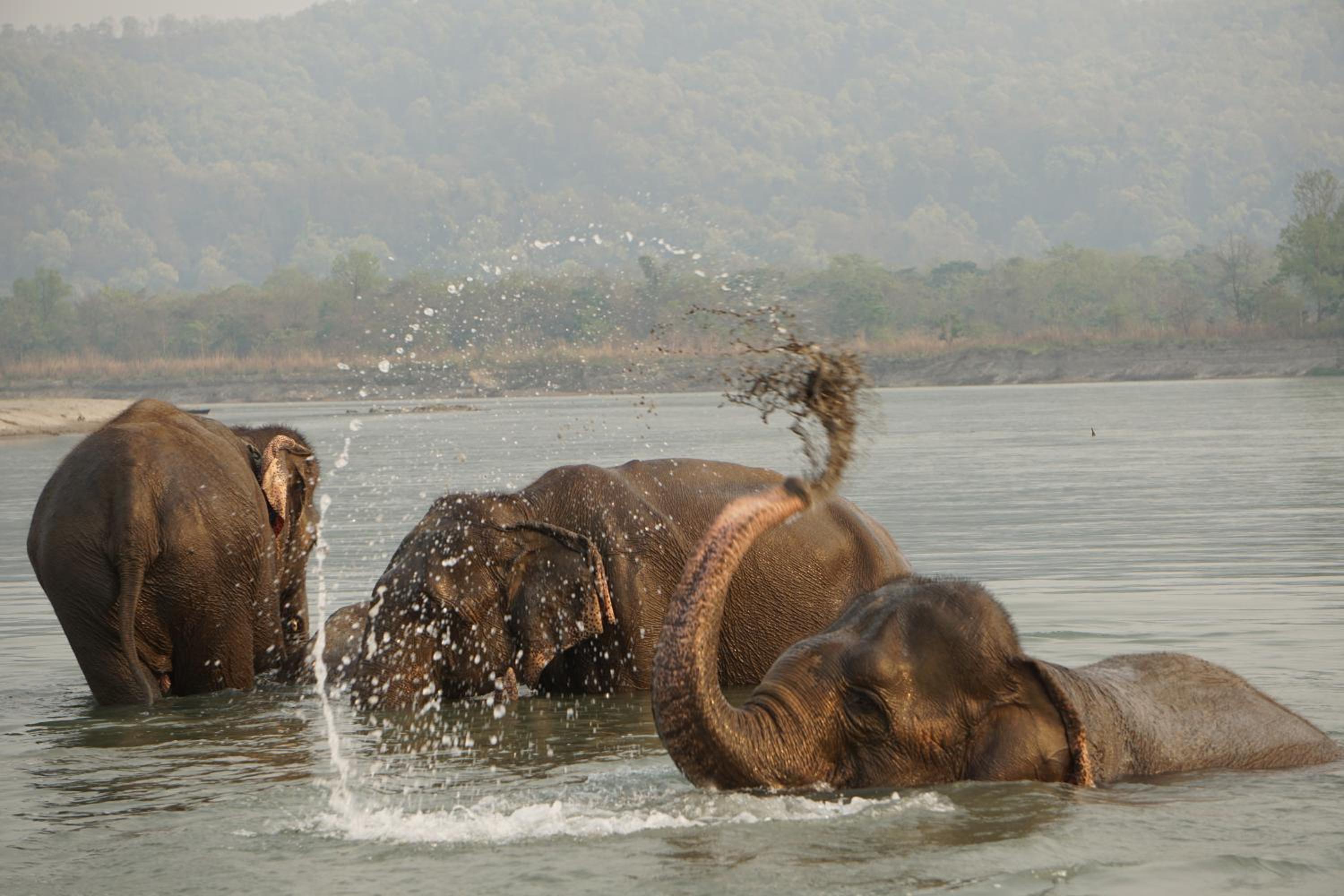 Tiger Tops Tharu Lodge