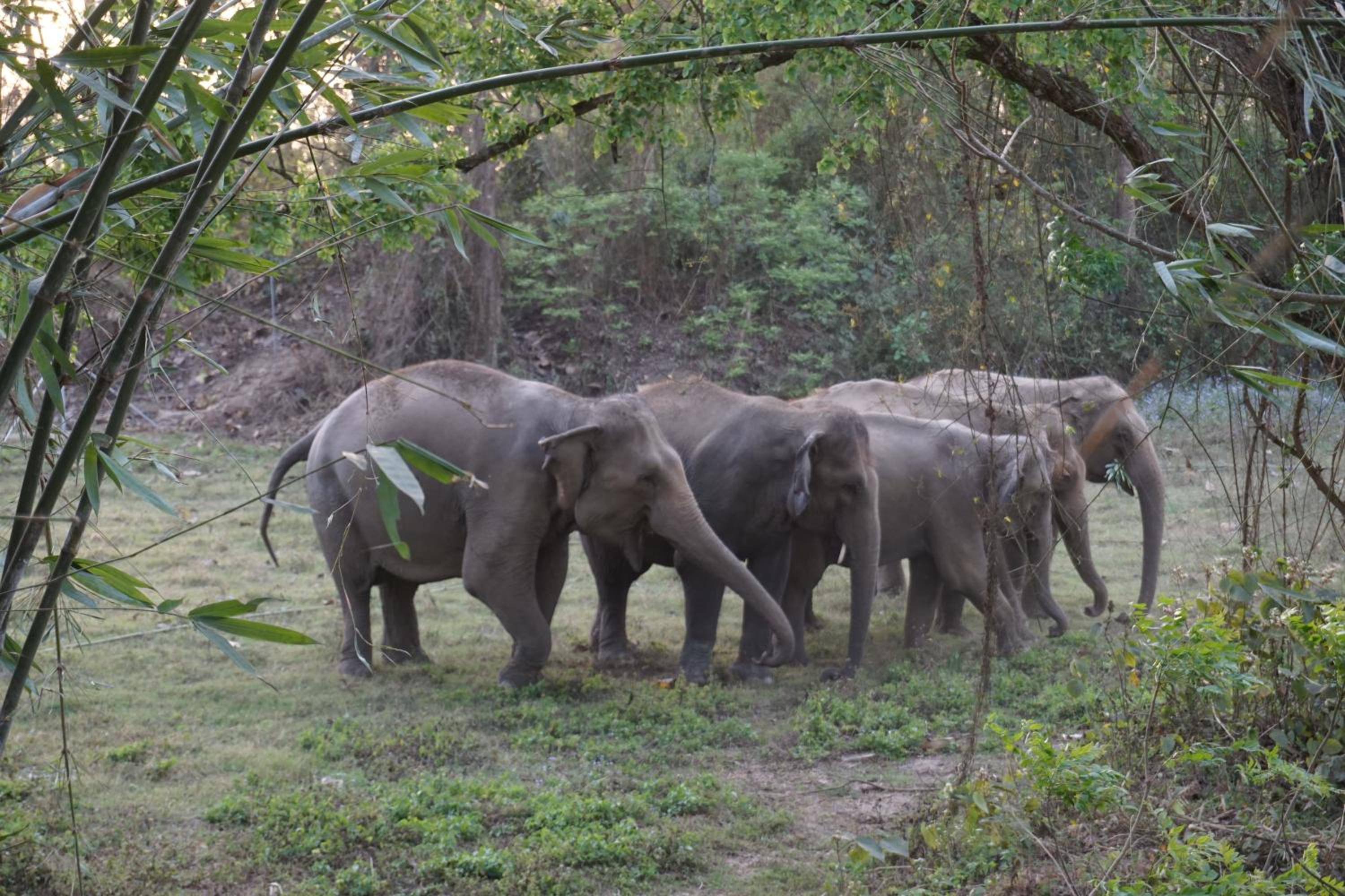 Tiger Tops Tharu Lodge