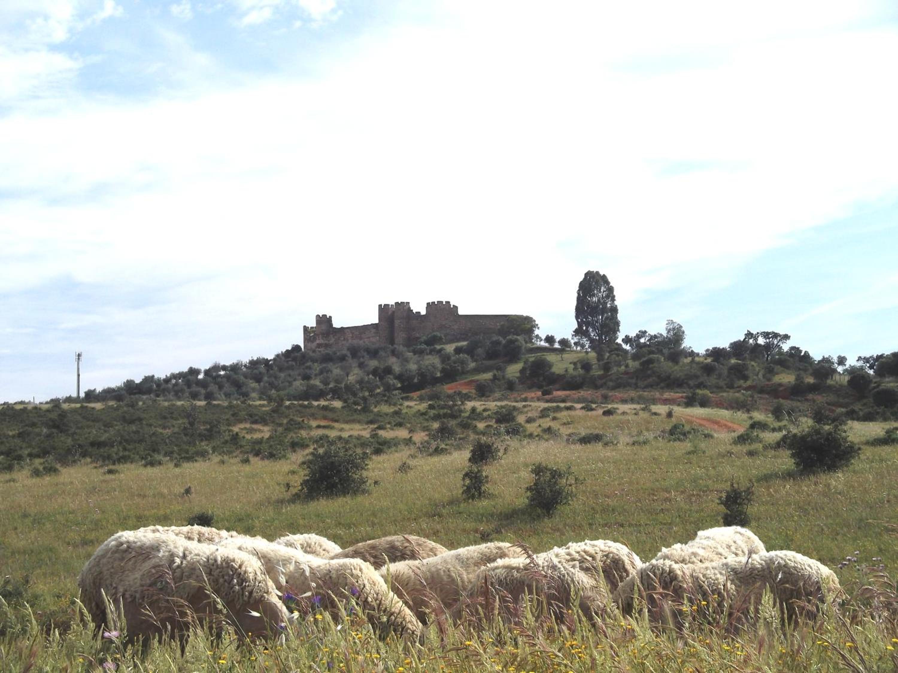 Photo 42
