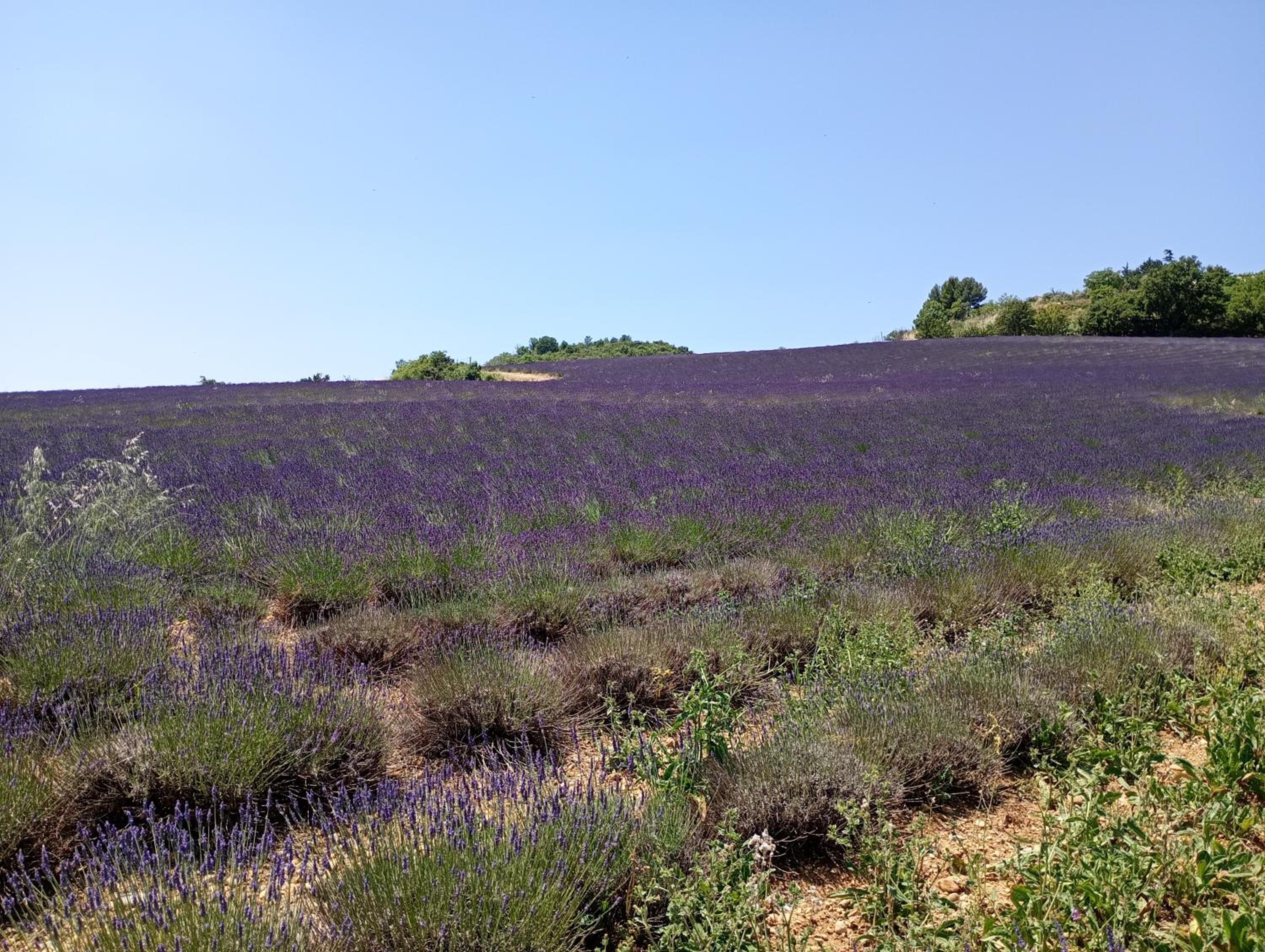La Bergerie en Provence