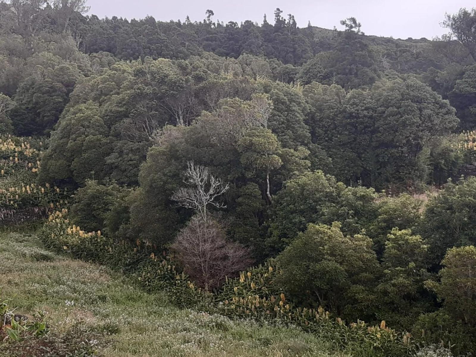 Liiiving in Açores - Casa de Foros