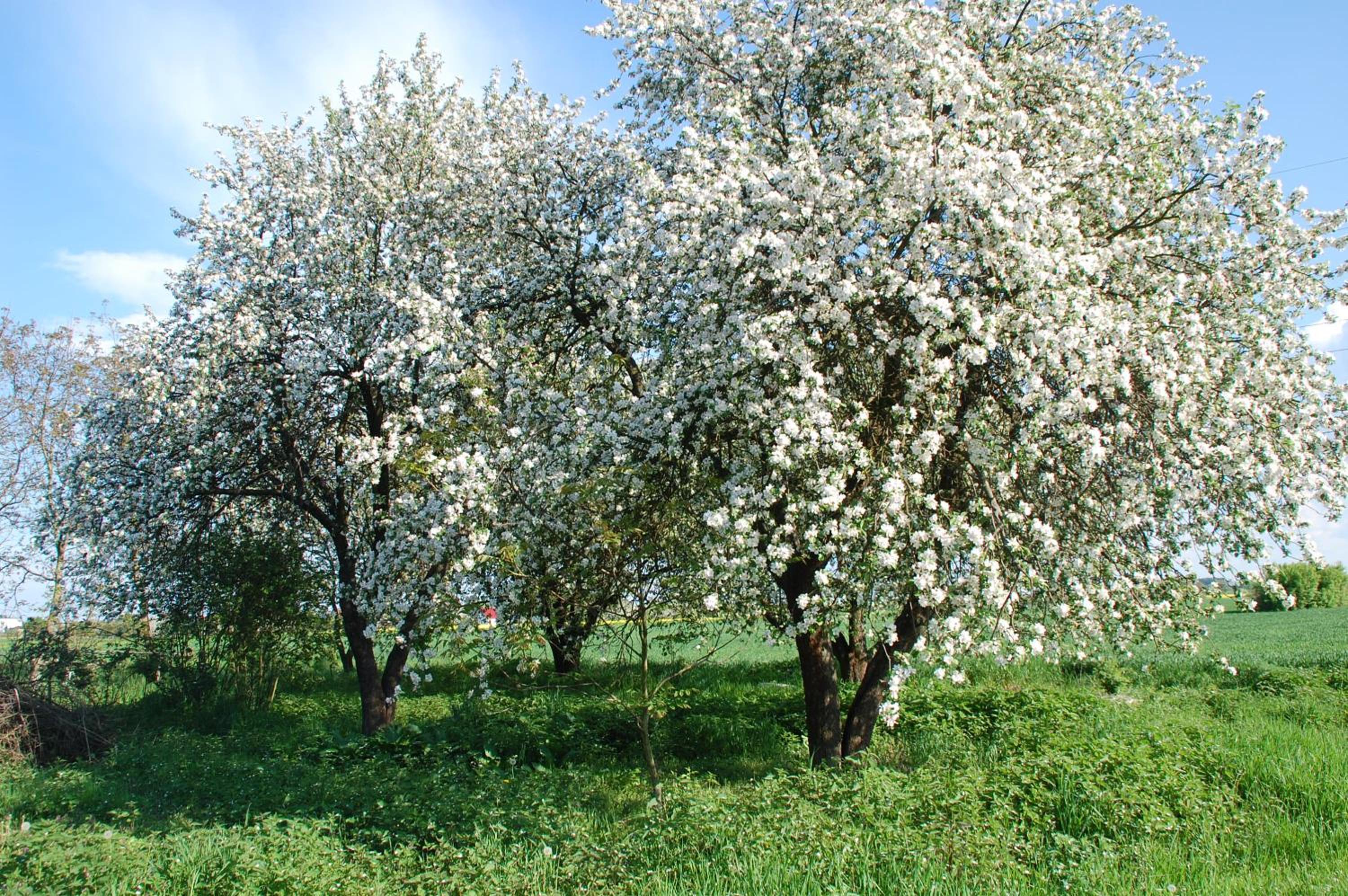 Photo 44