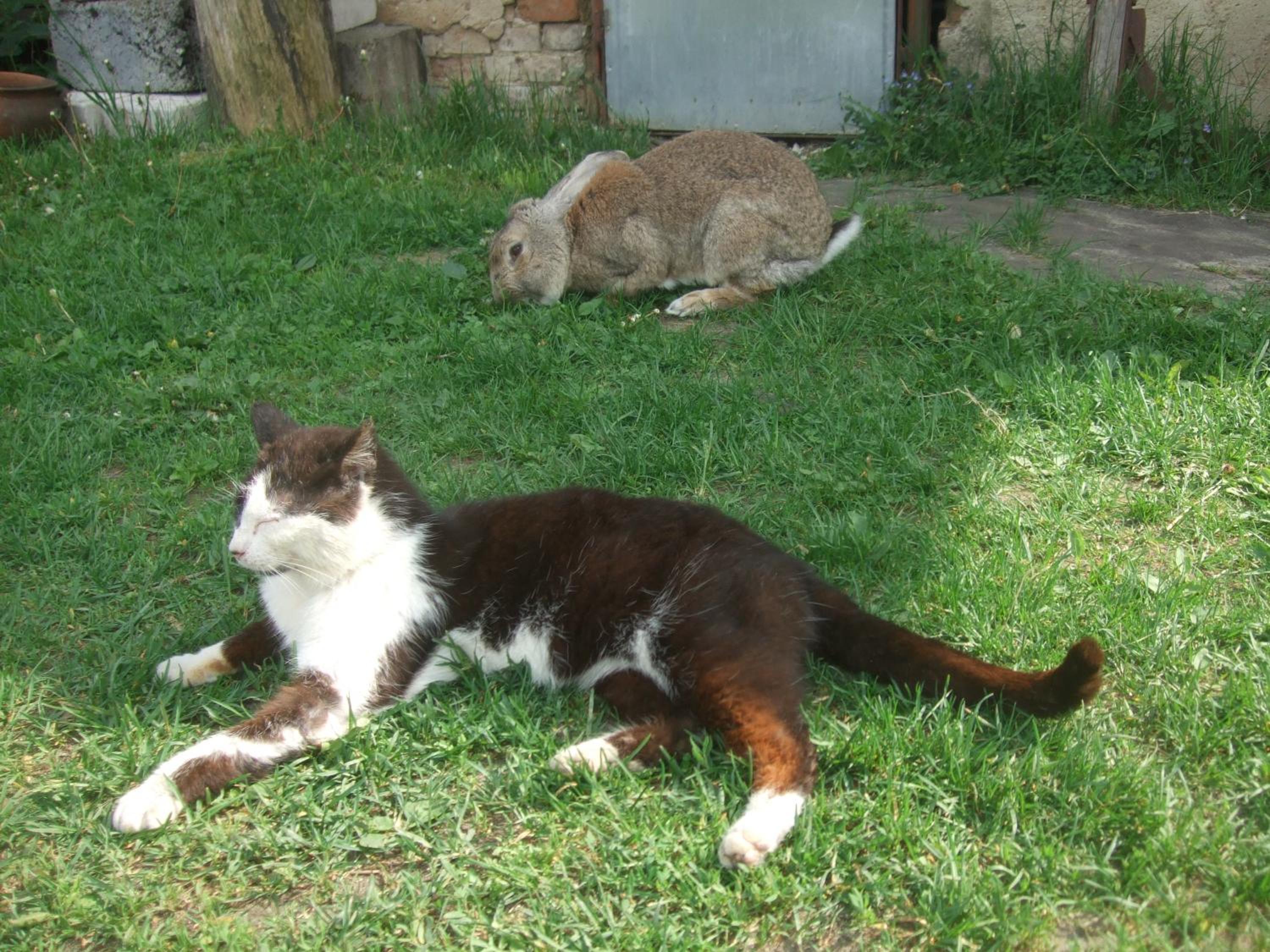 Photo 45