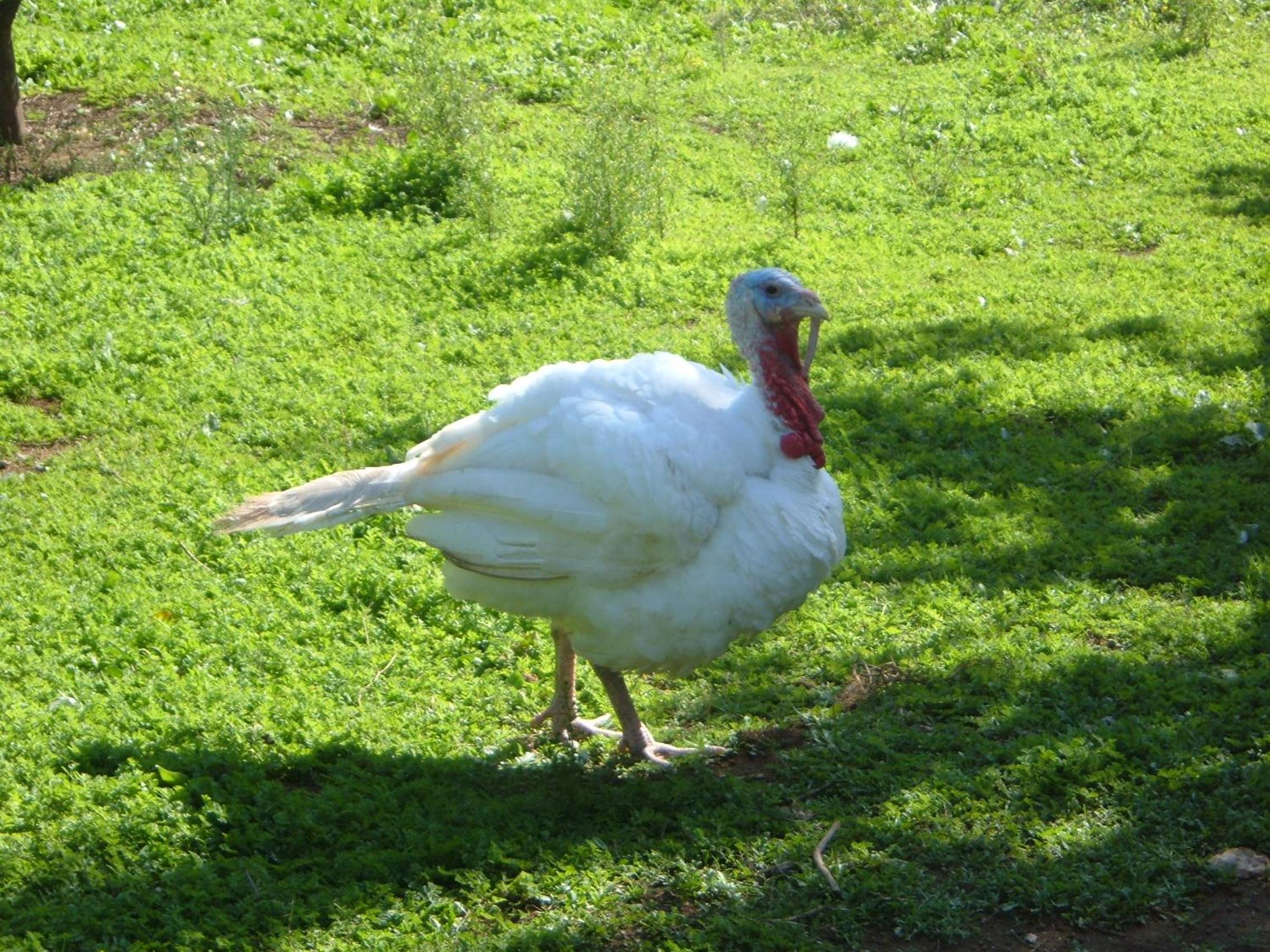 Azienda Agricola Sinisi