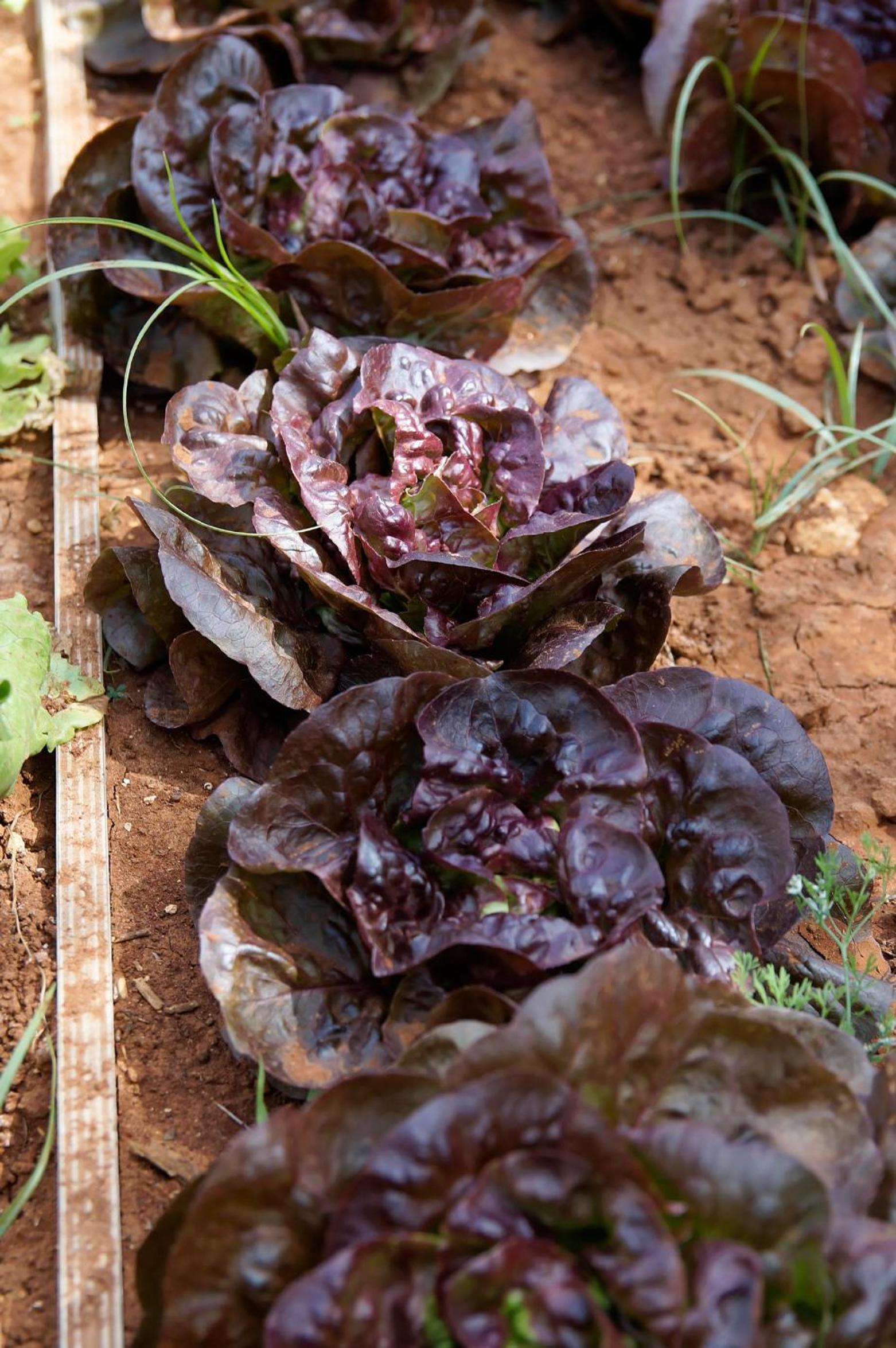 Agriturismo Calamate