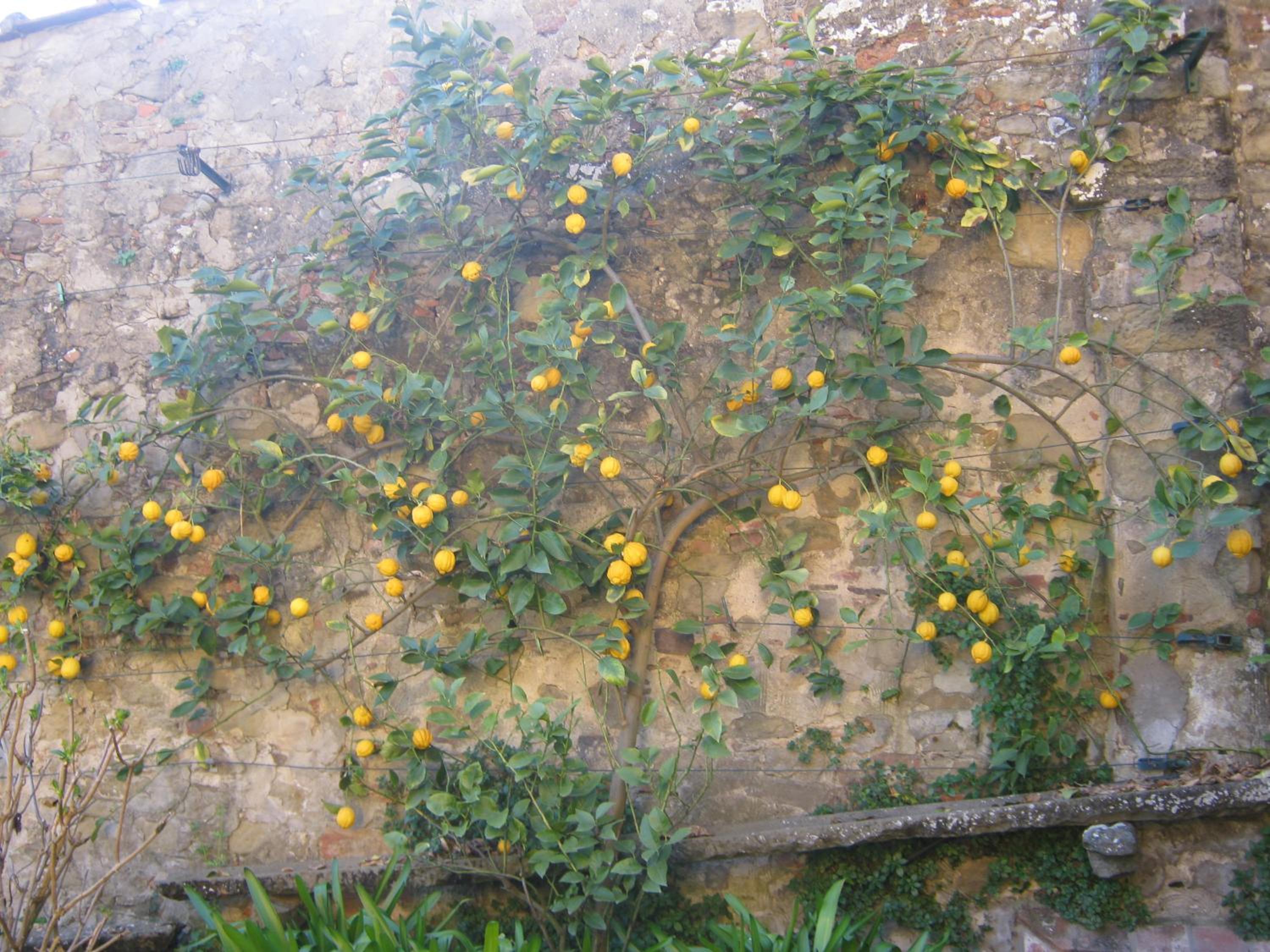 Holiday Home Il Borgo Degli Agrumi, photo 2