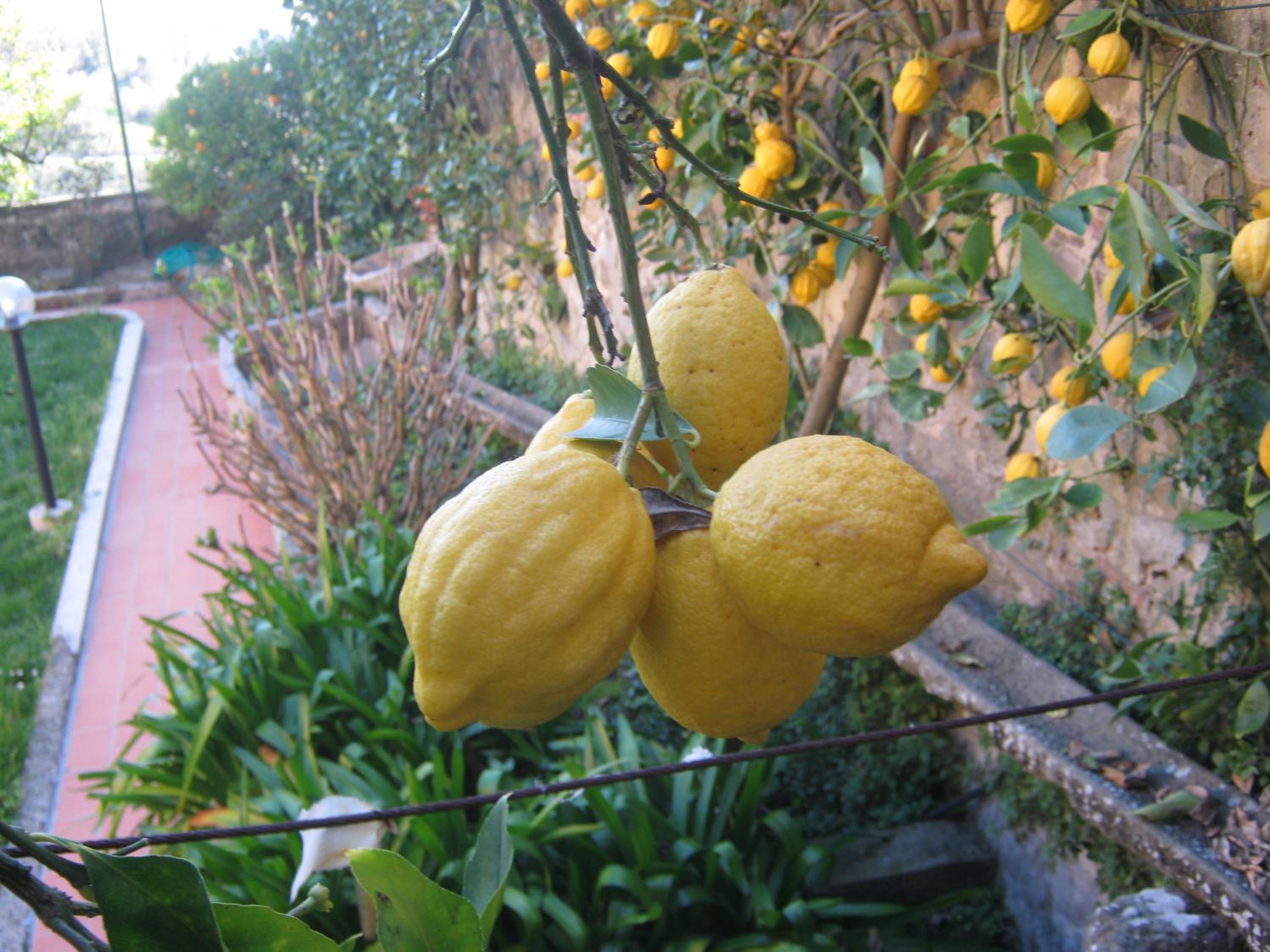 Holiday Home Il Borgo Degli Agrumi, photo 15