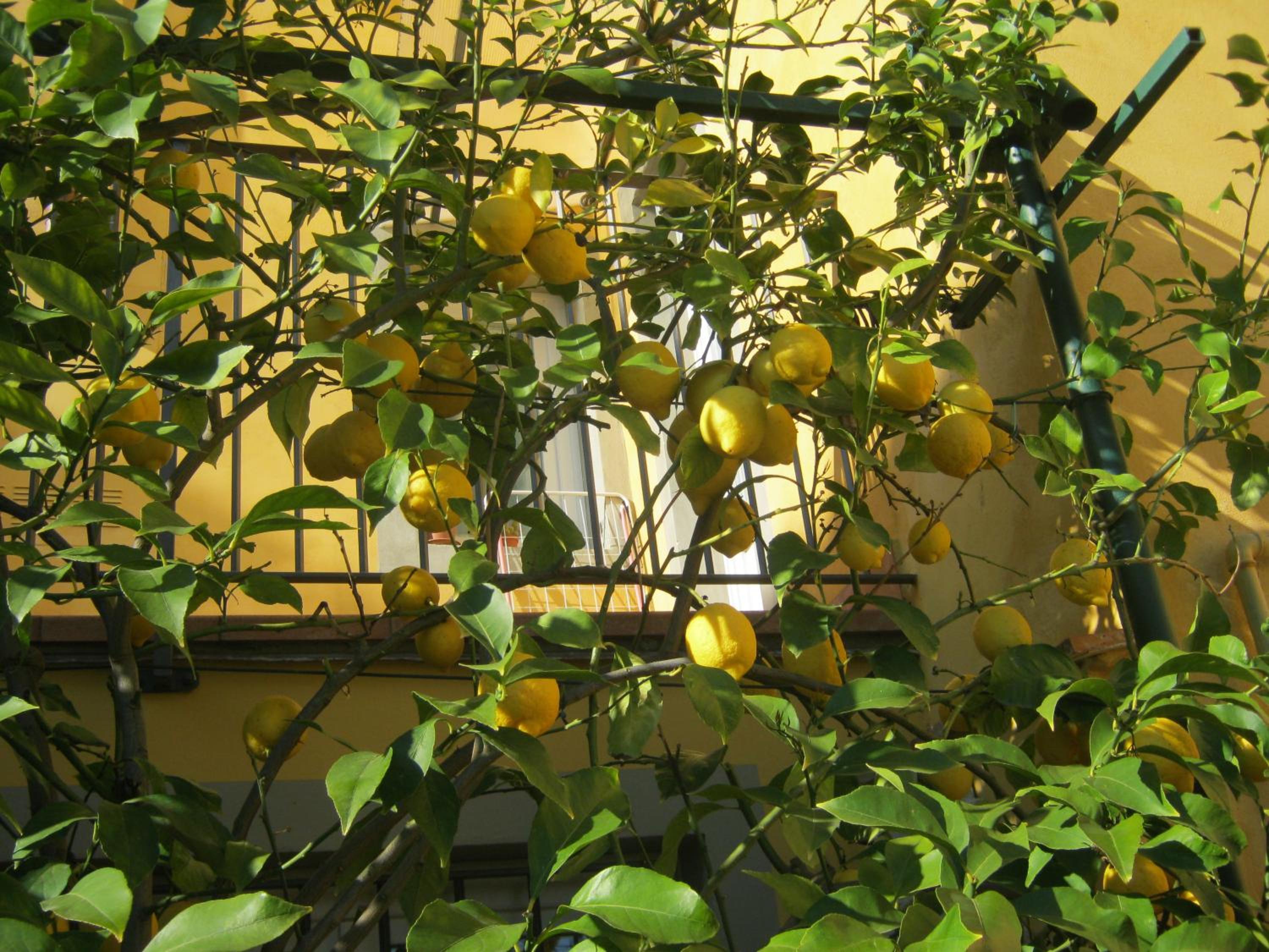 Holiday Home Il Borgo Degli Agrumi, photo 74