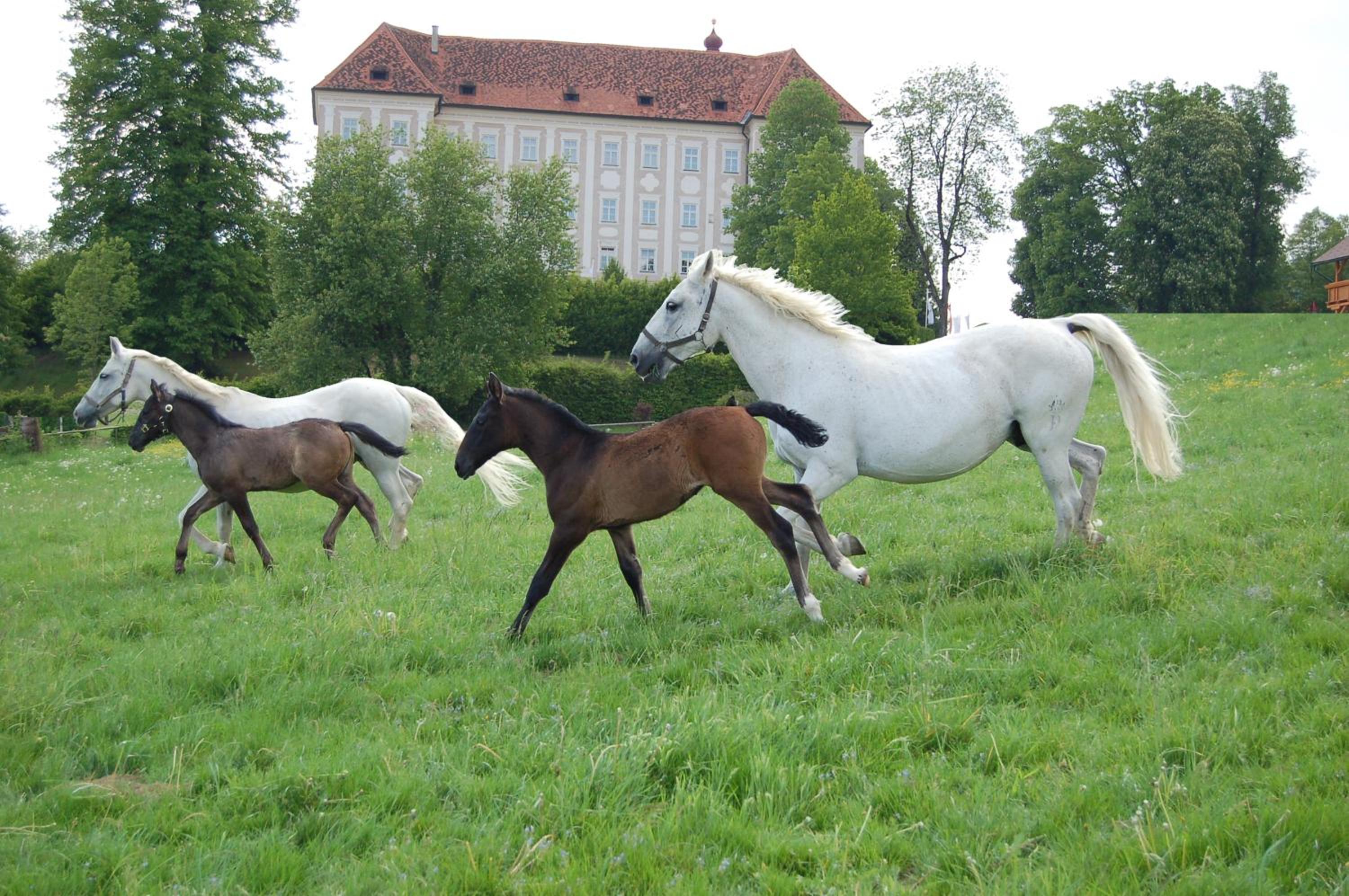 Ferienwohnungen Perhofer