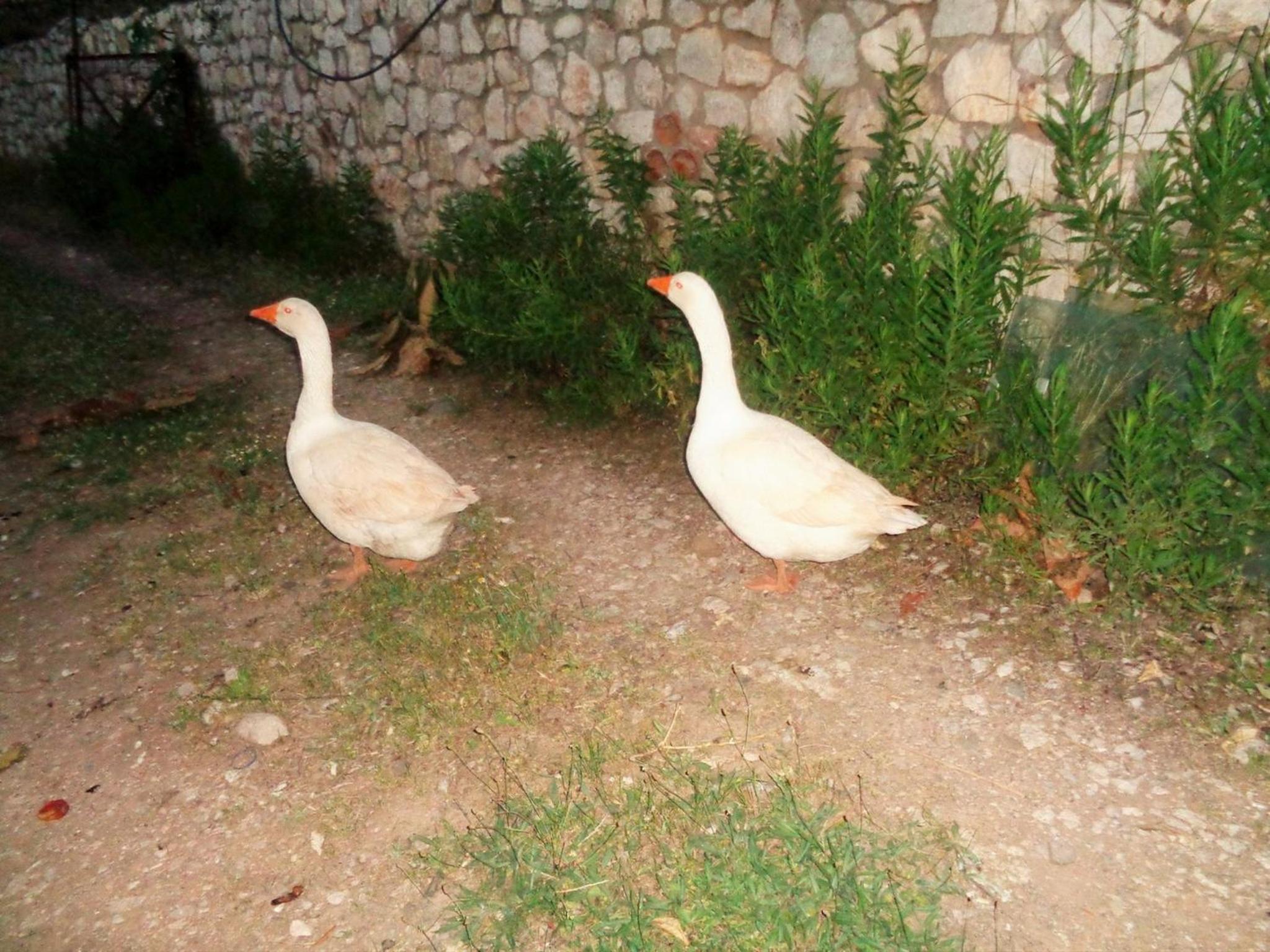 Photo 80