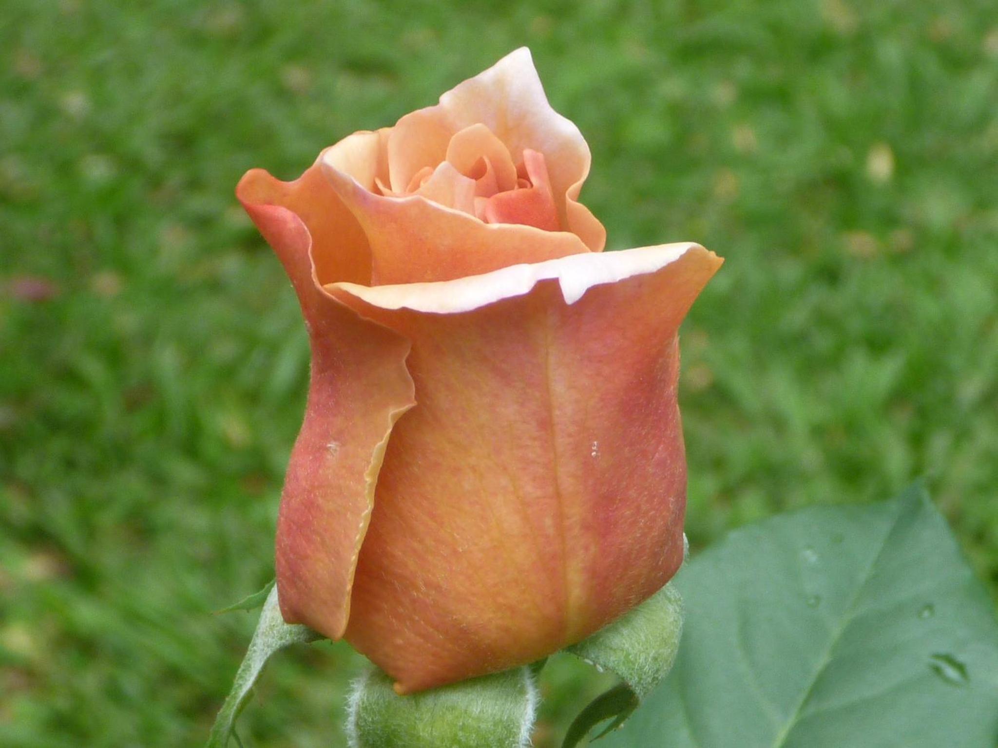 Photo 28