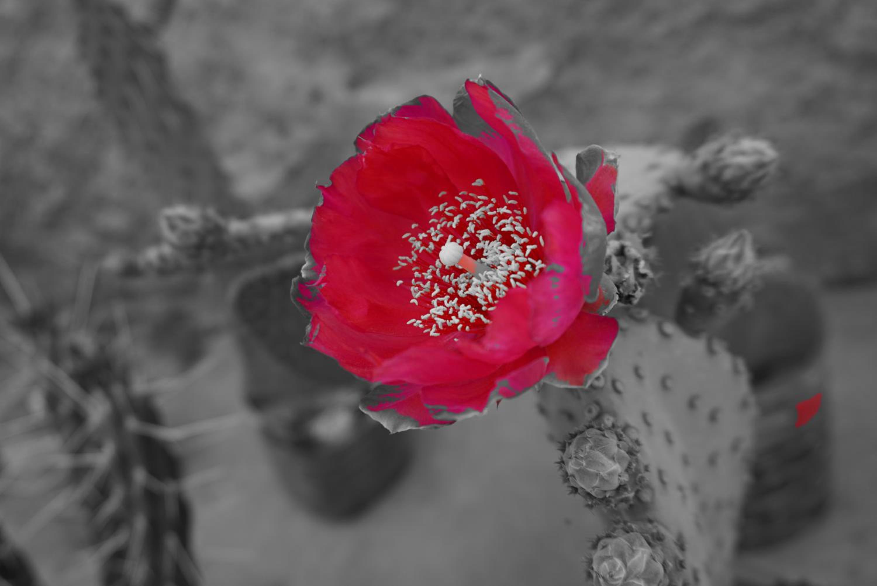 Photo 41