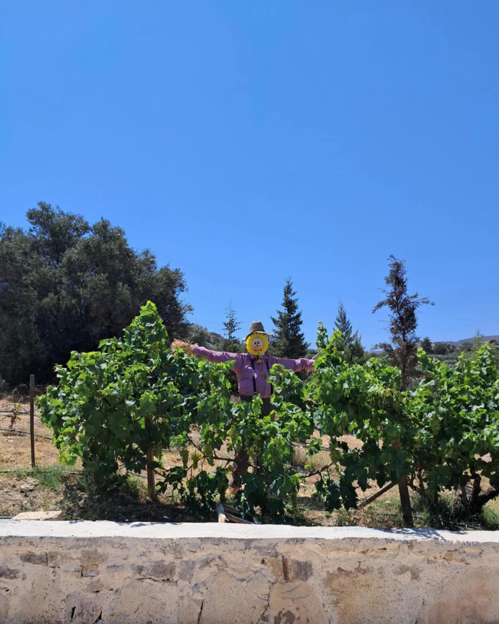 OLIVE LAND - ΓΗ ΤΗΣ ΕΛΙΑΣ / STONE VILLA.