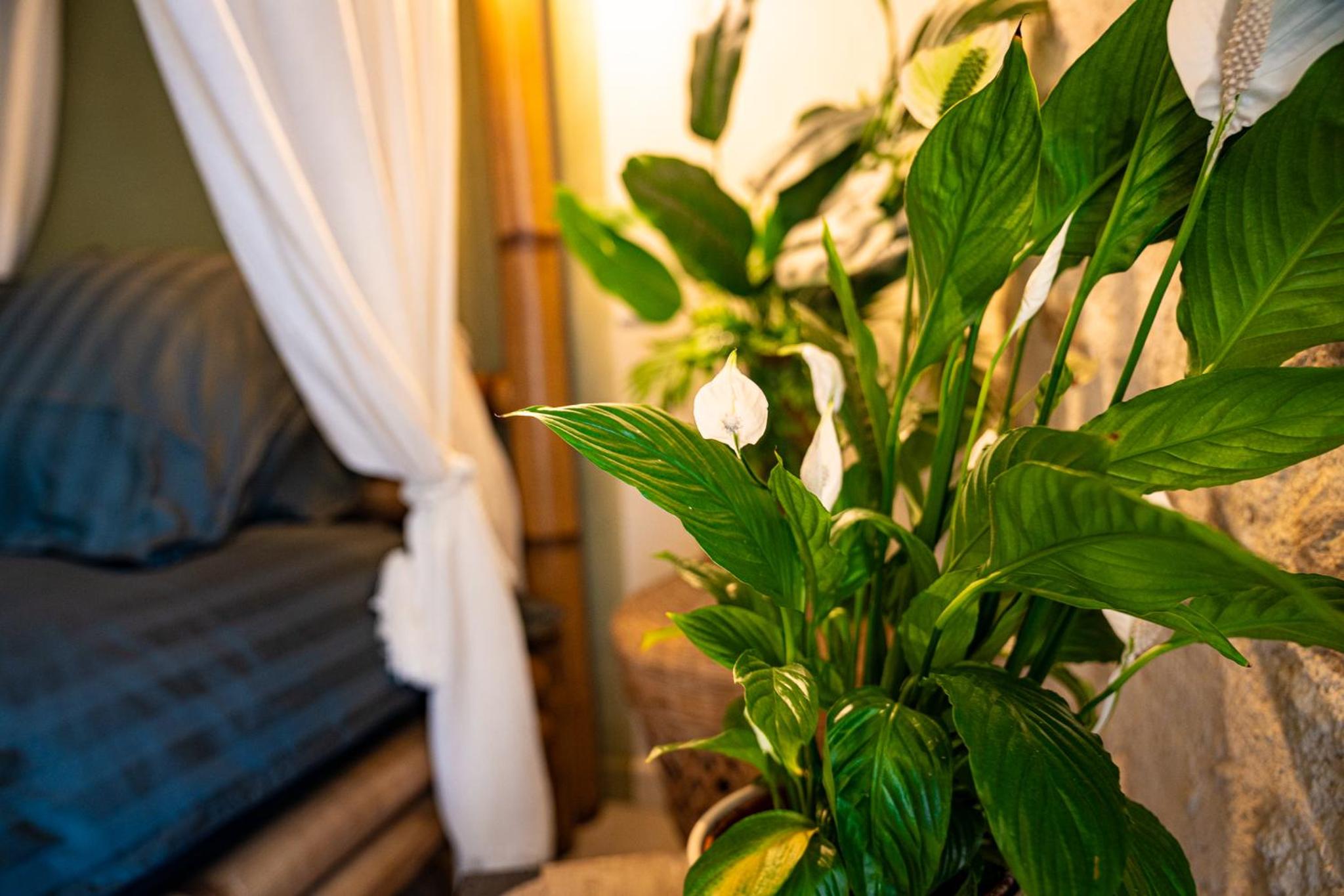Suite Romantique Cinta Bali SPA privé - Châteaux de la Loire
