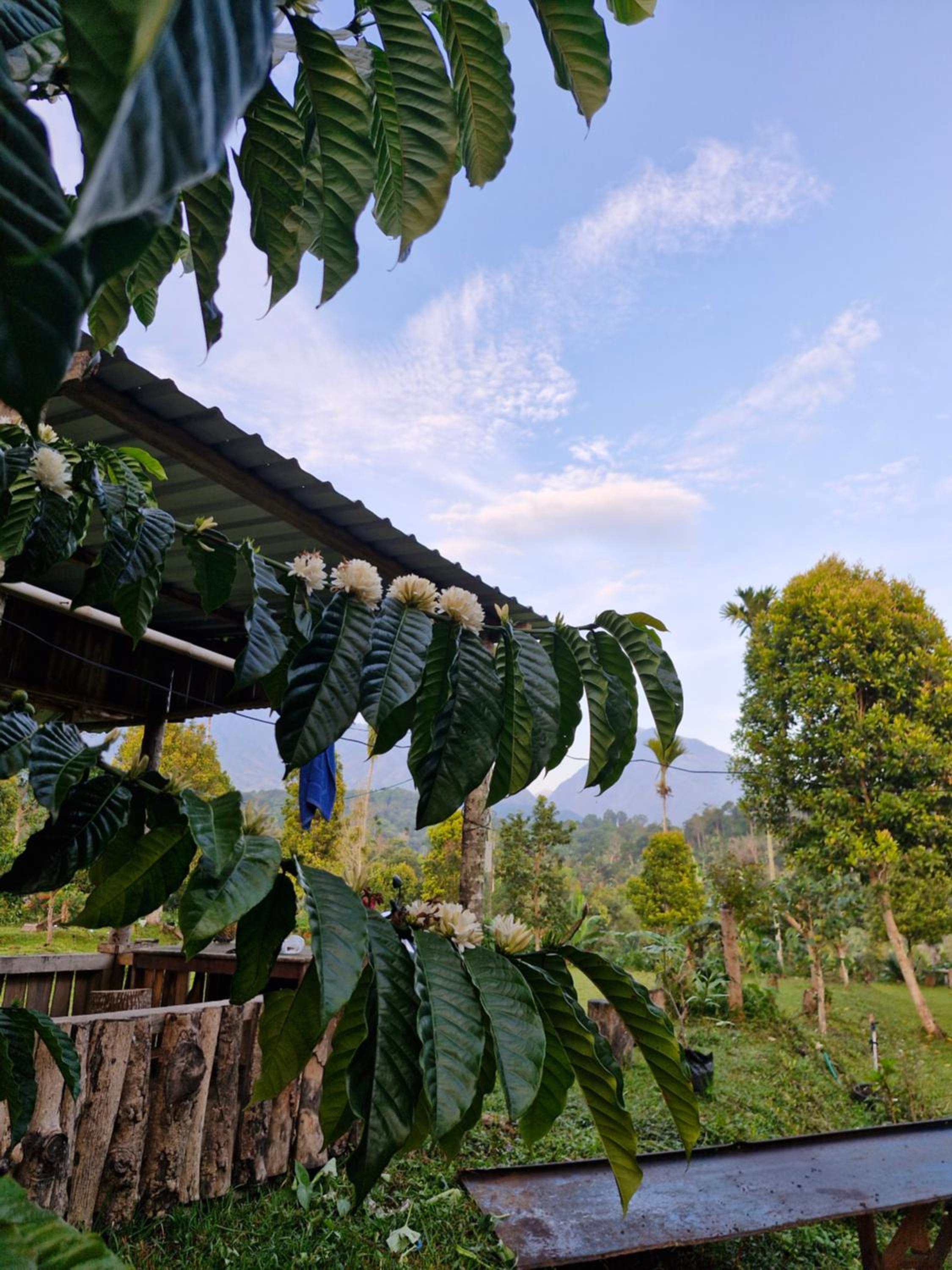 Sajang Valley Estate