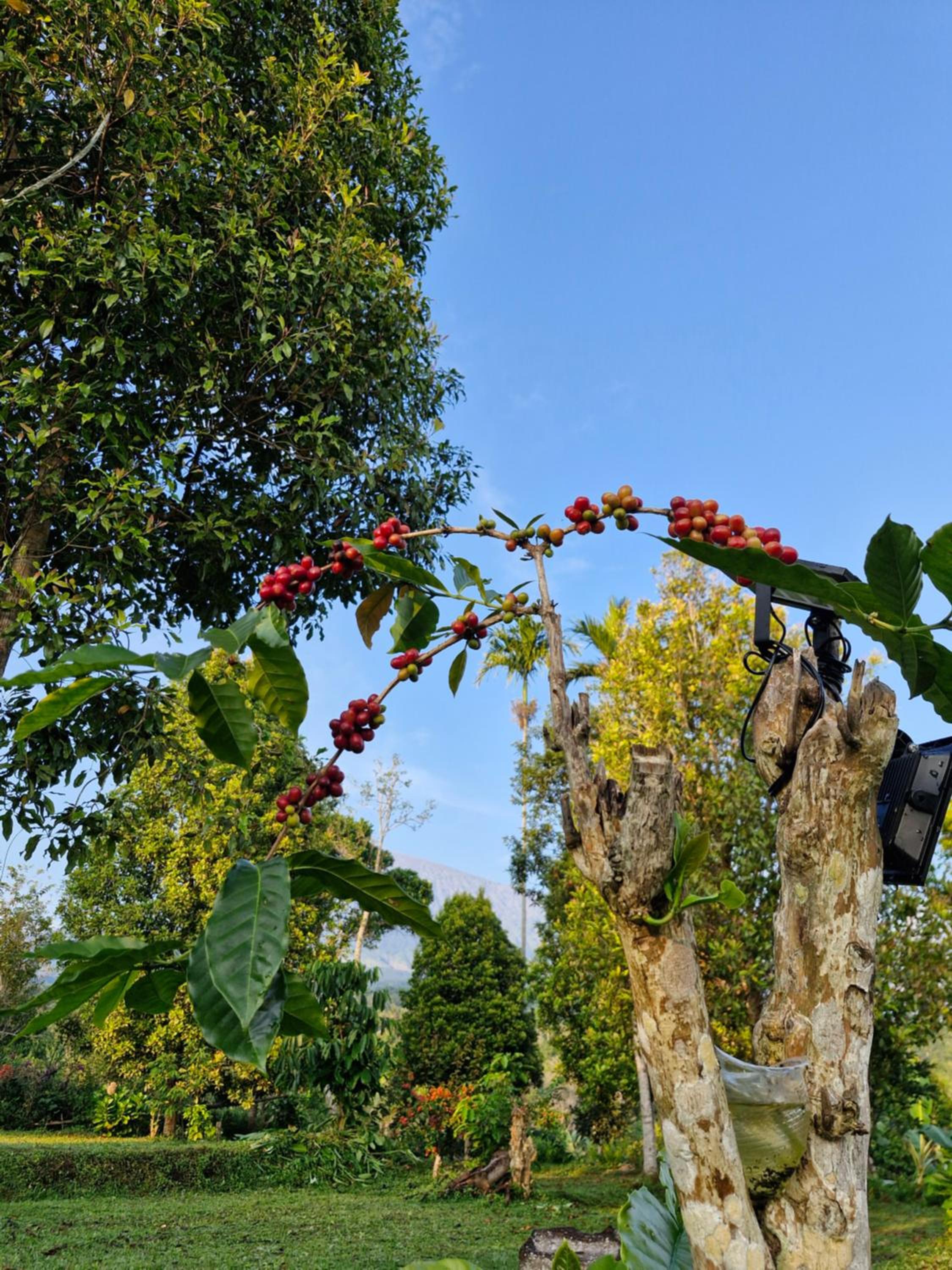 Sajang Valley Estate