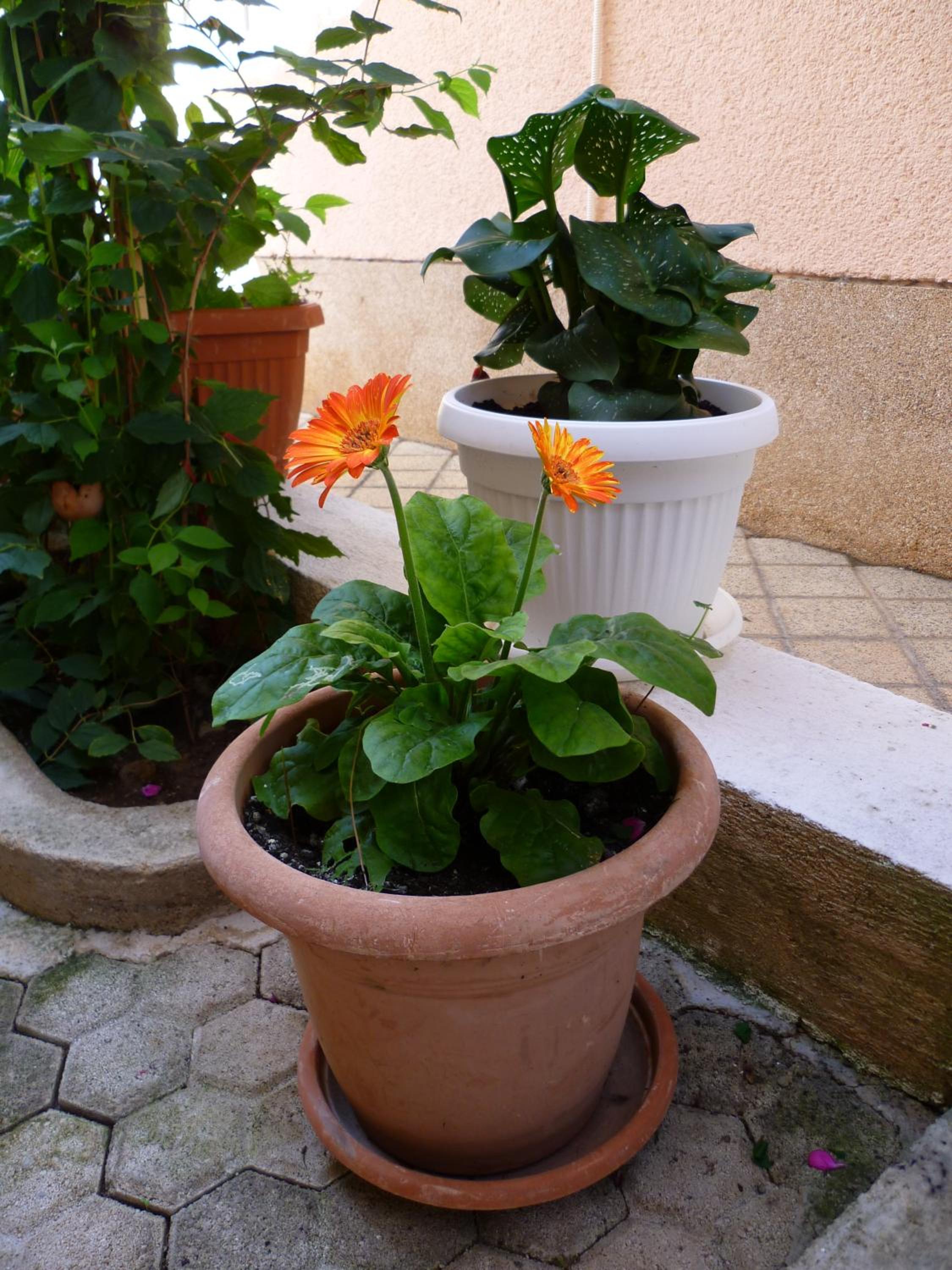 Photo 45