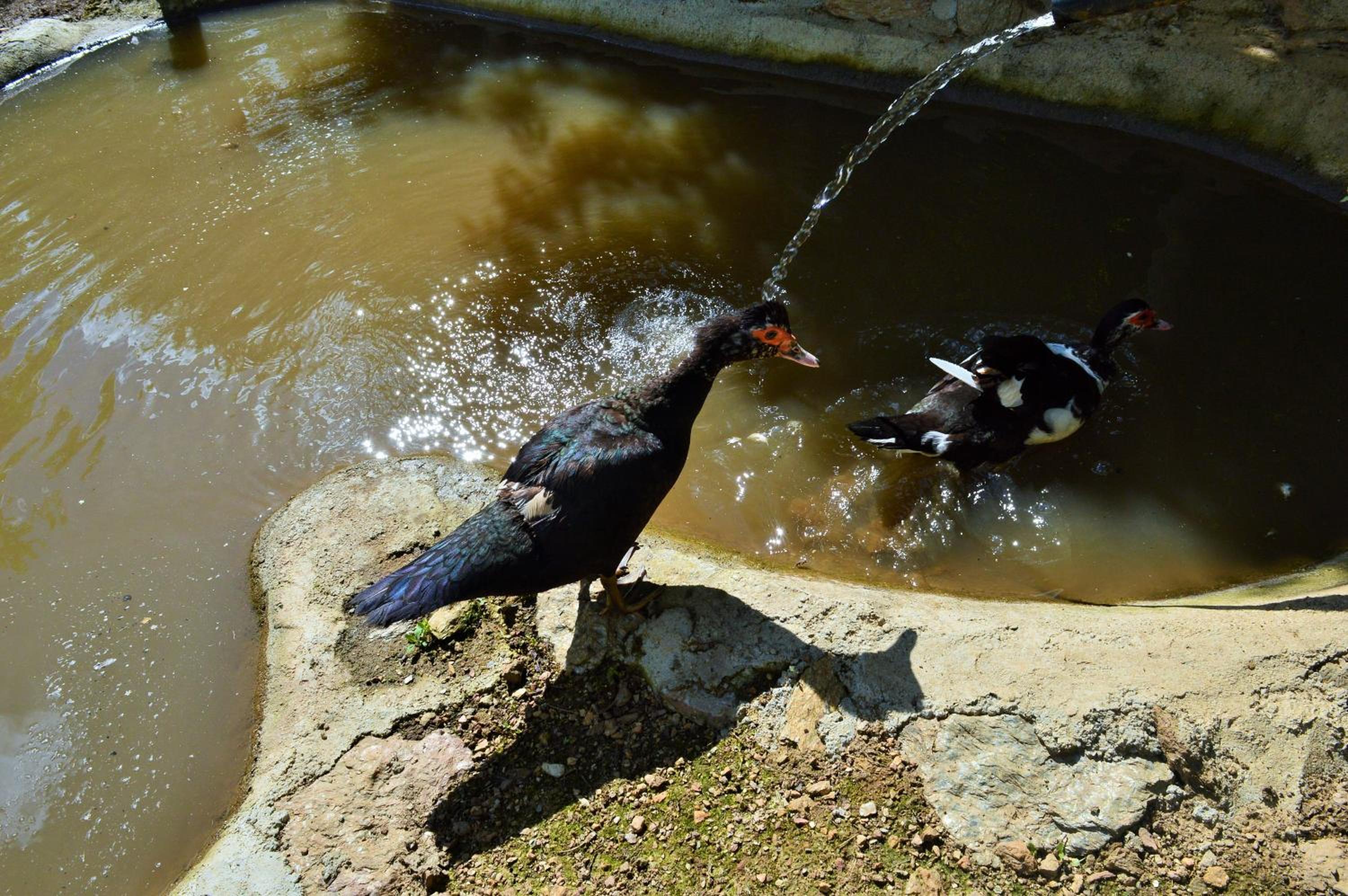 Photo 40