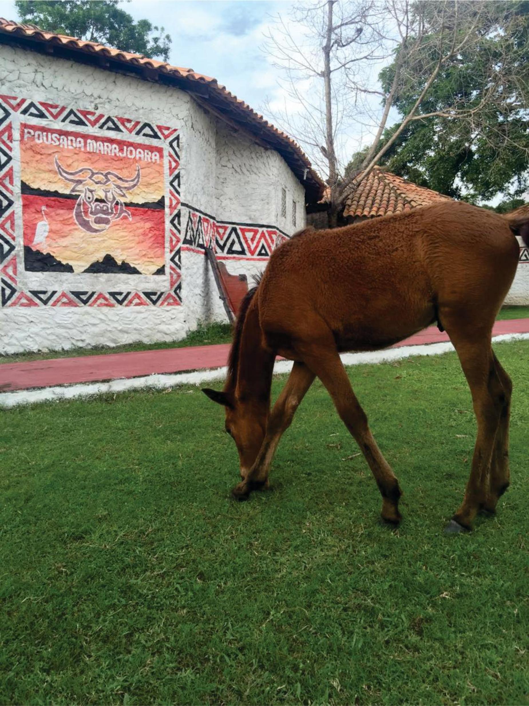 Pousada Marajoara- Hotel Fazenda-Turismo de Aventura