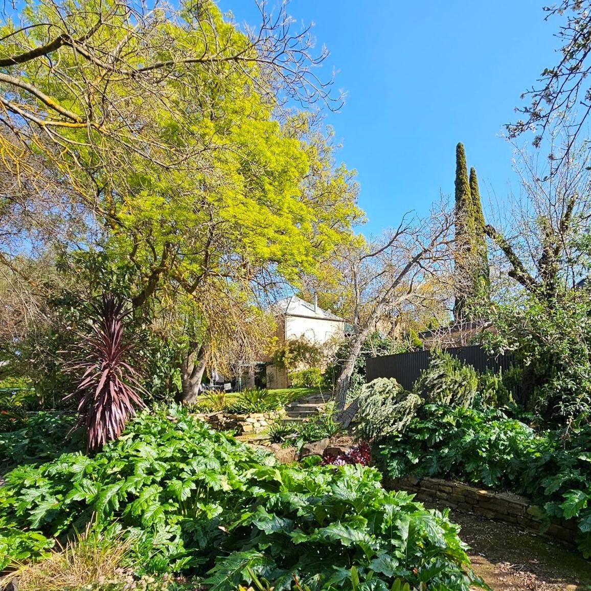 Wild Olive Cottage Clare Valley