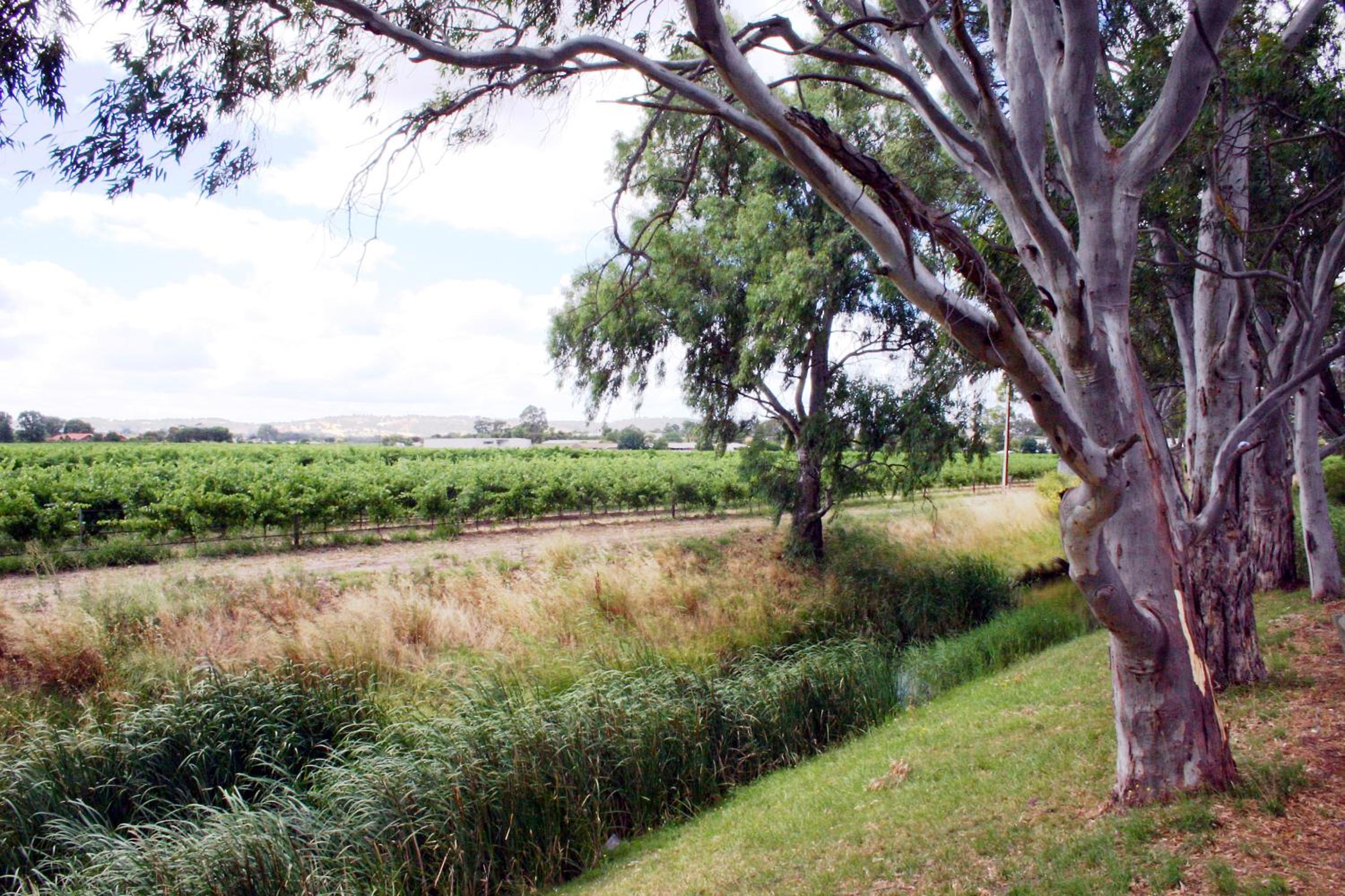 Vine Inn Barossa