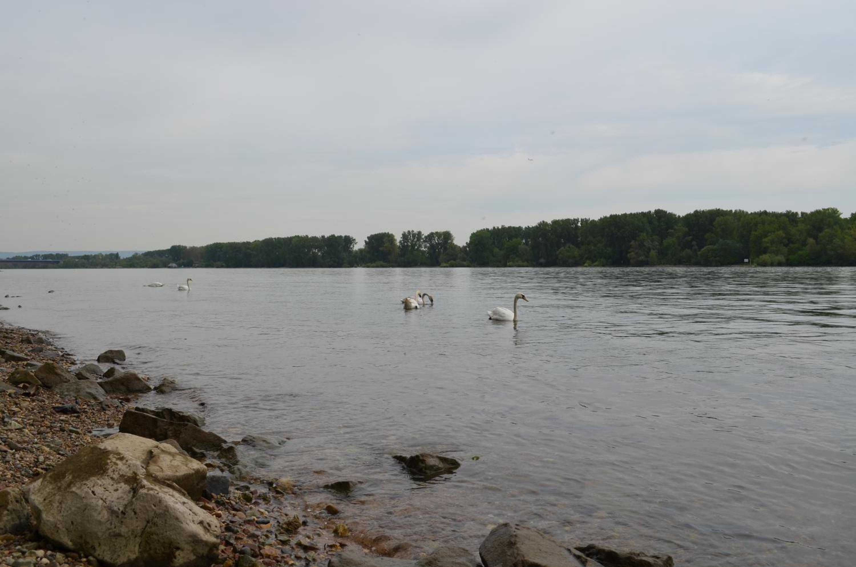 Zwei Raben Pension