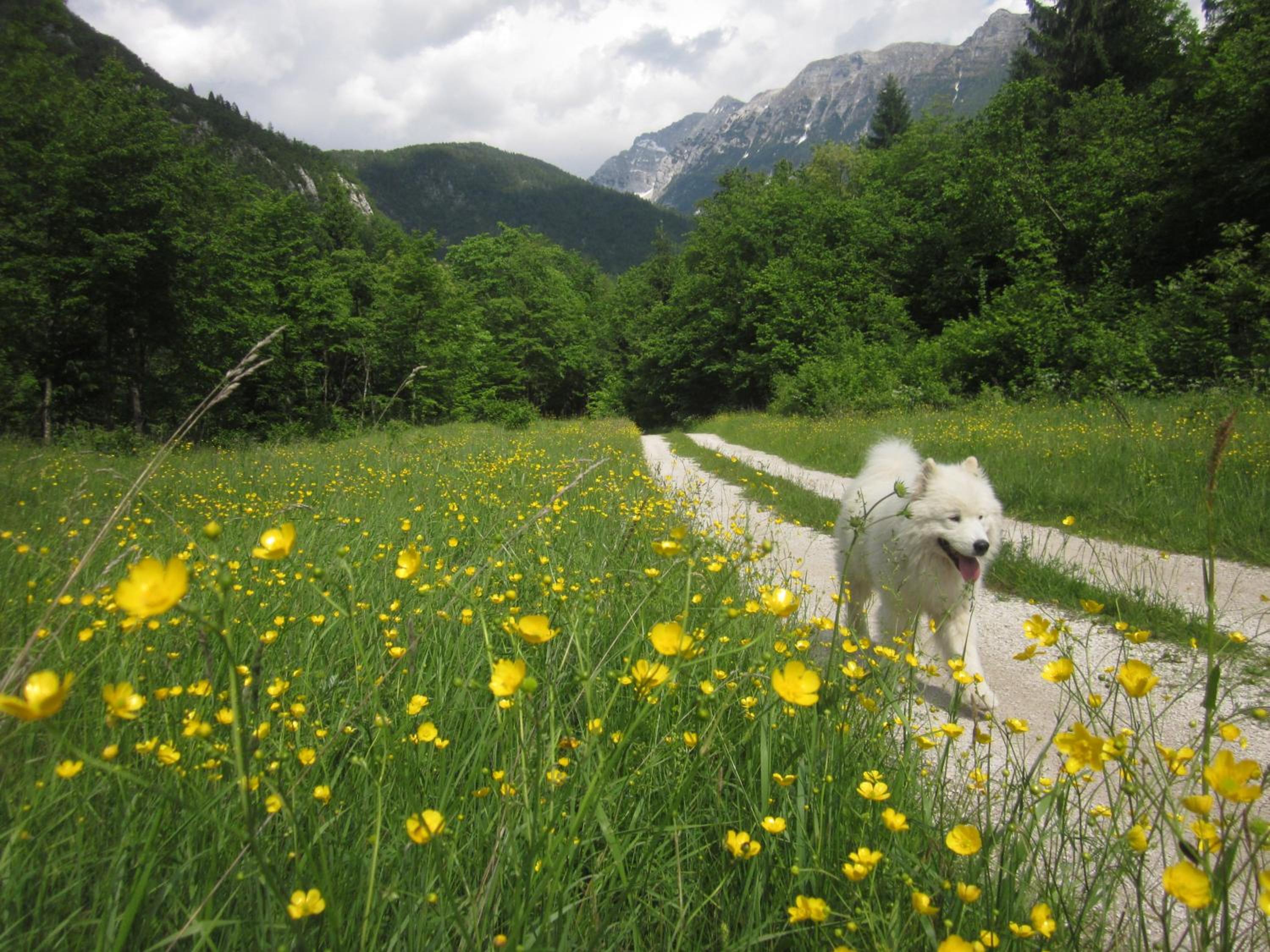 Photo 44